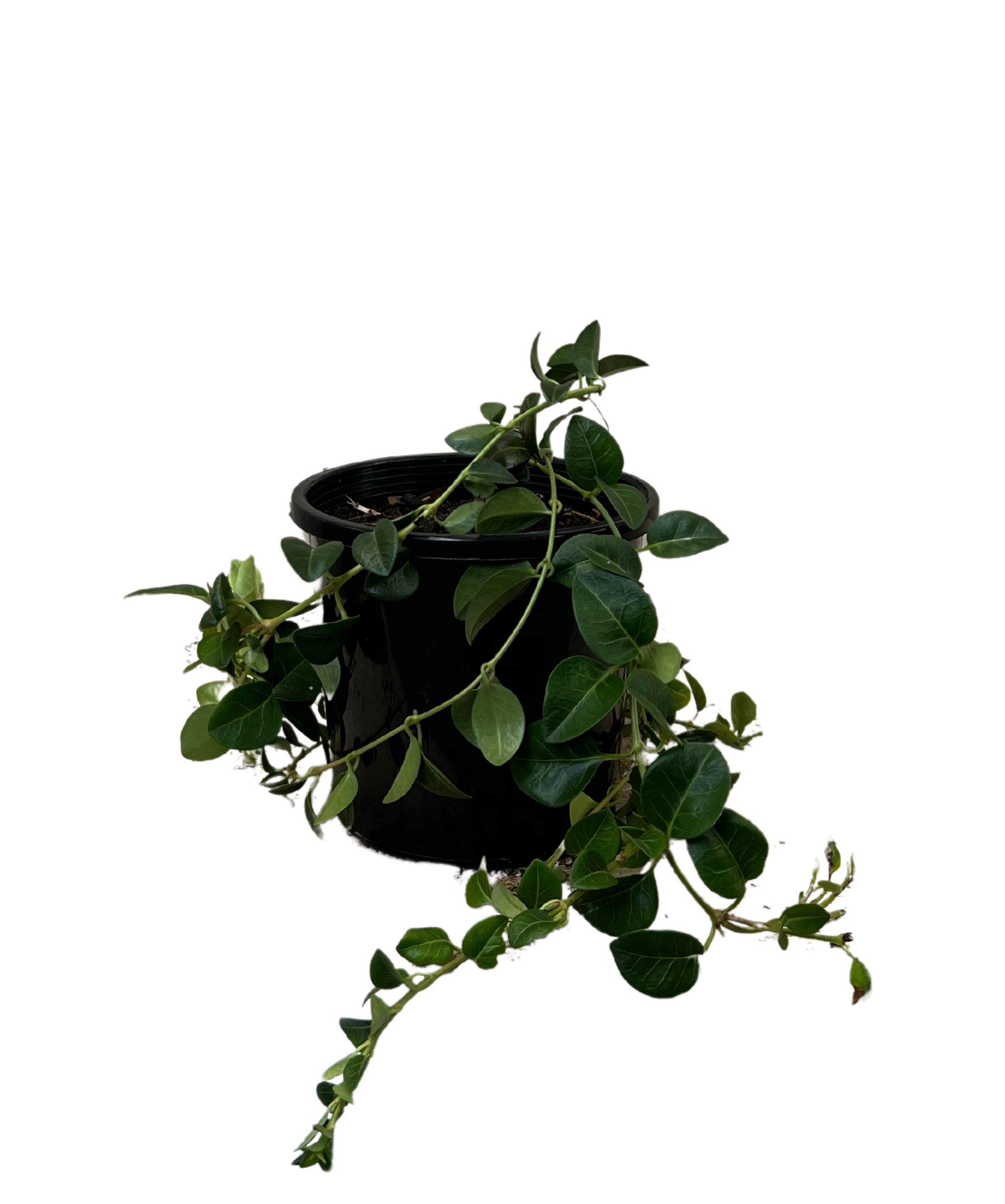 Vinca Minor Alba