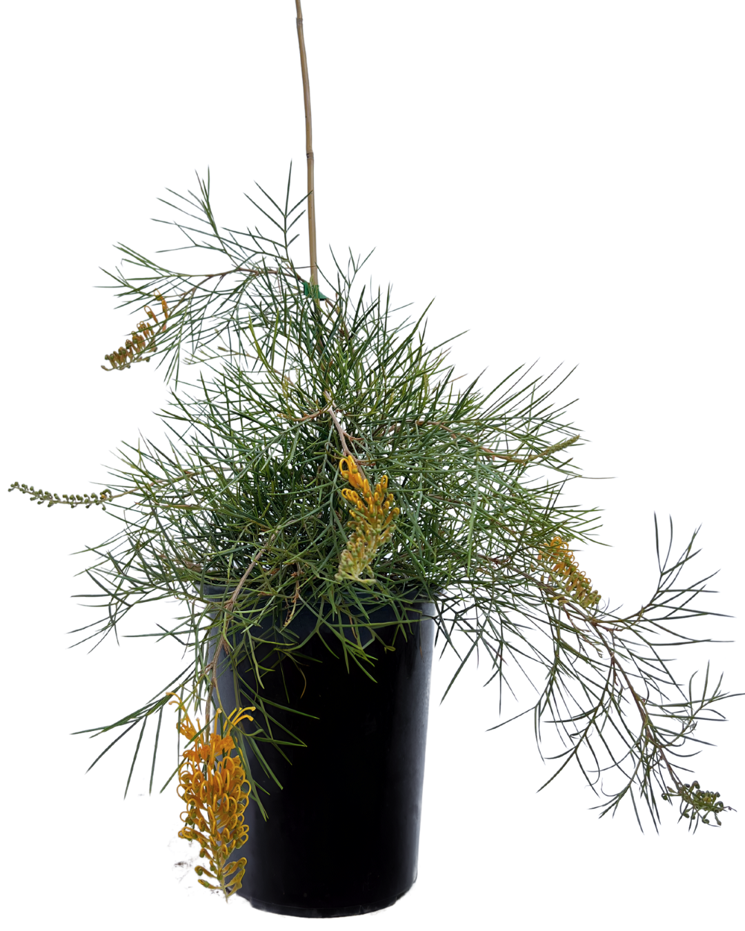 Grevillea Webbs Legacy