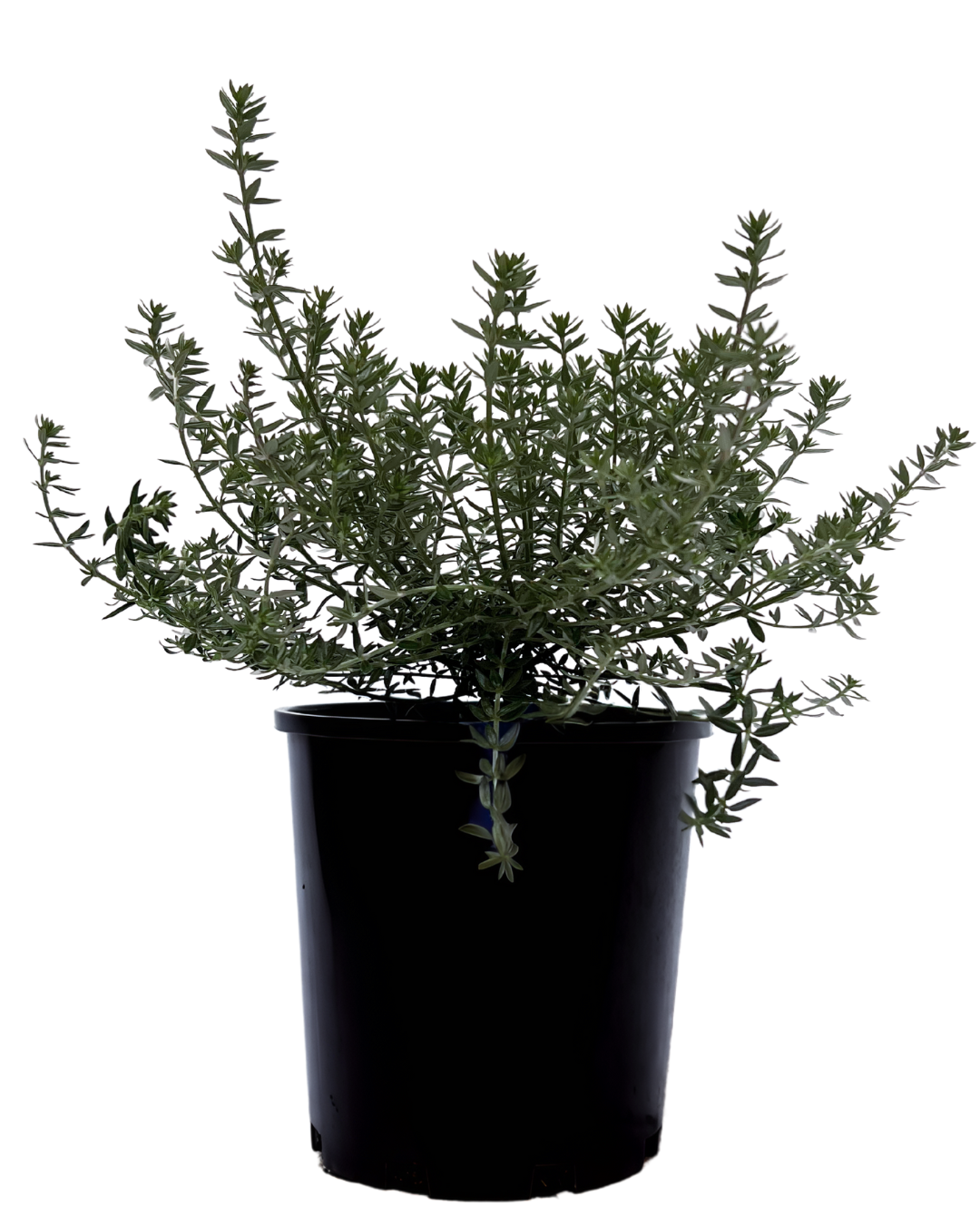 Westringia Jervis Gem