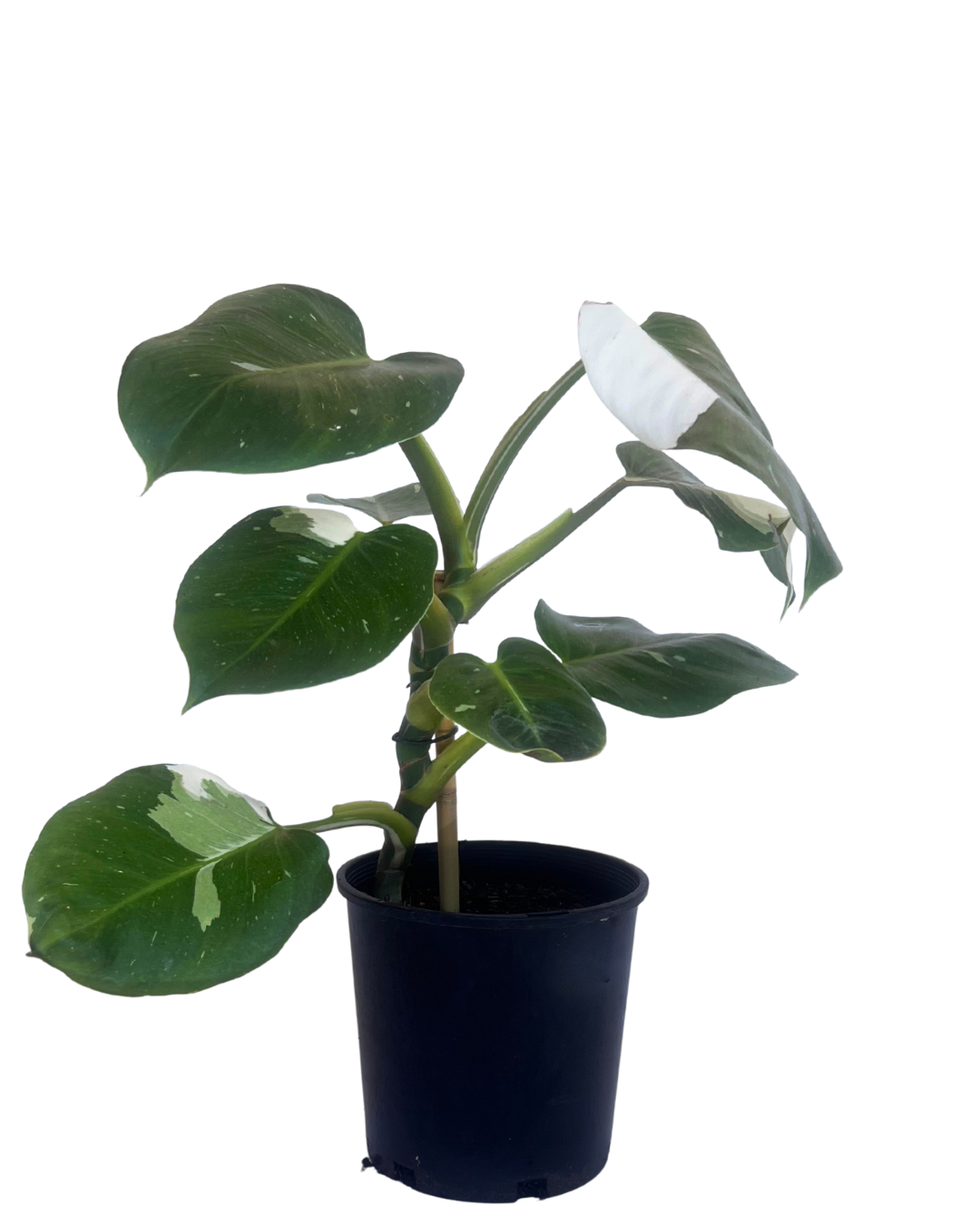 Philodendron White Wizard