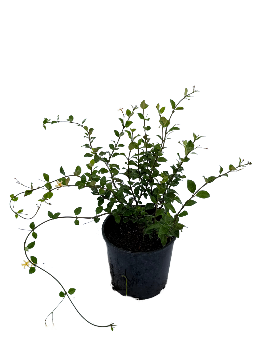 Trachelospermum Star of Toscana