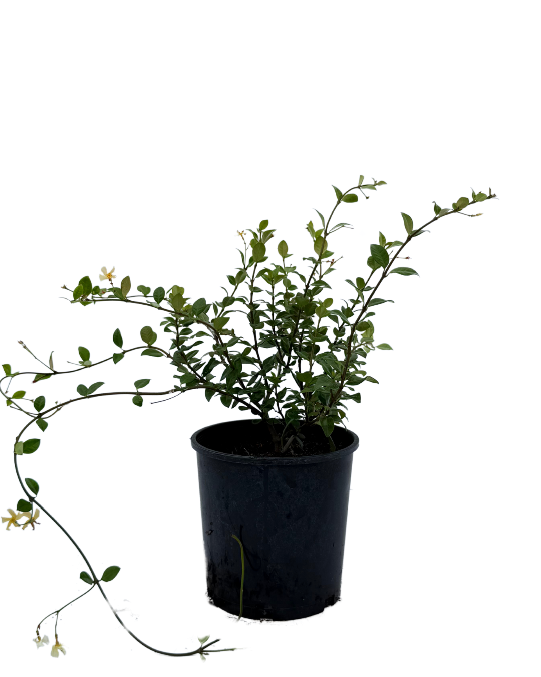 Trachelospermum Star of Toscana