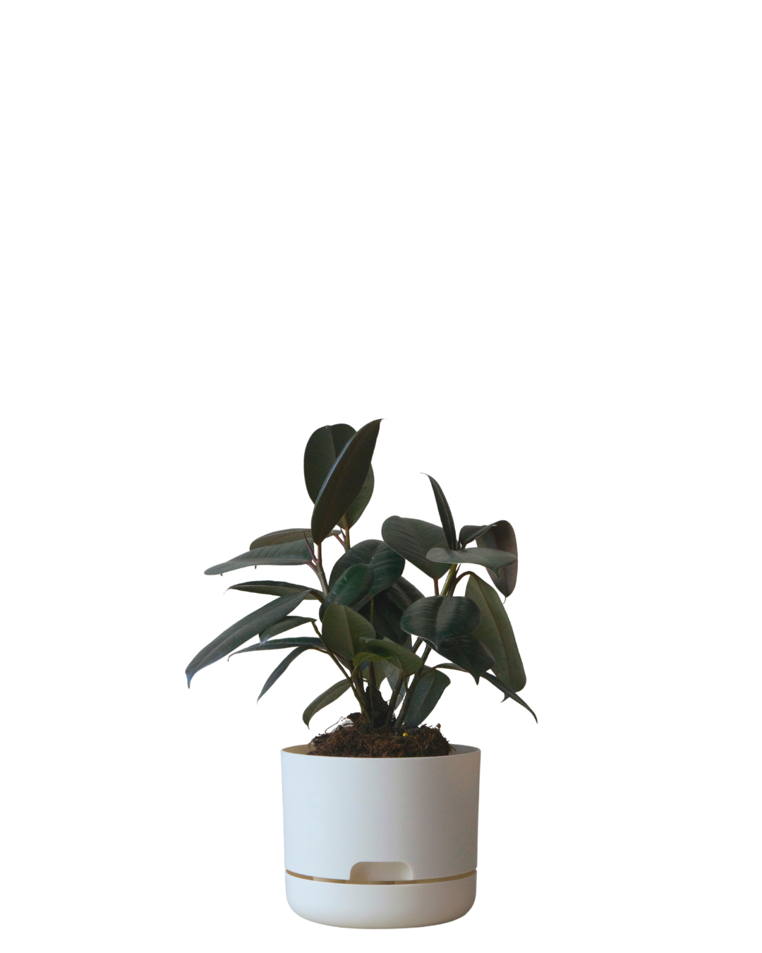 mr kitly self-watering plant pot Mr Kitly Self Watering Pot 170MM