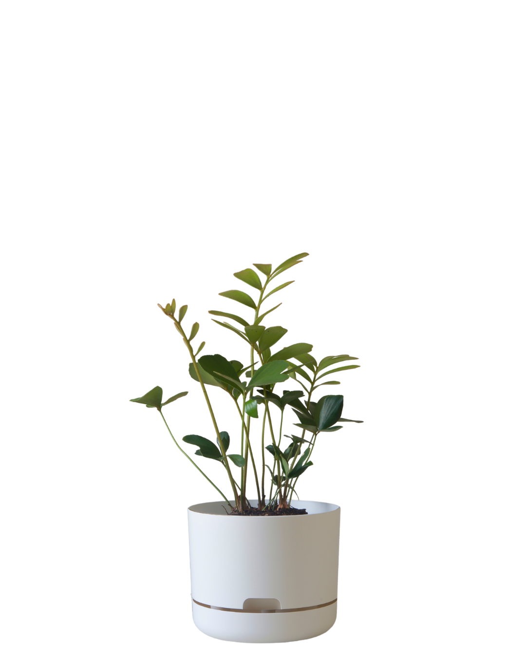 mr kitly self-watering plant pot Mr Kitly Self Watering Pot 215MM