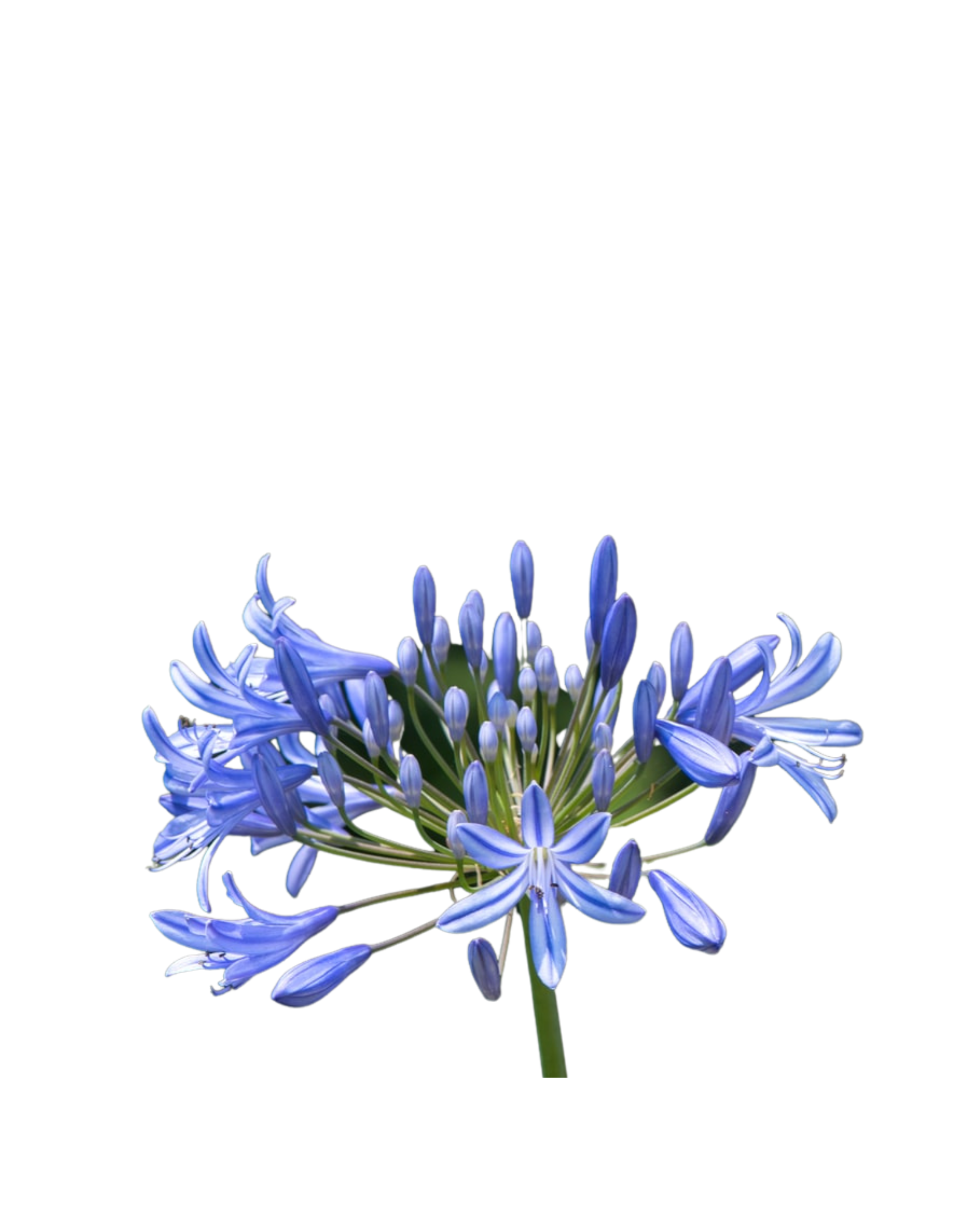 Agapanthus Orientalis Blue