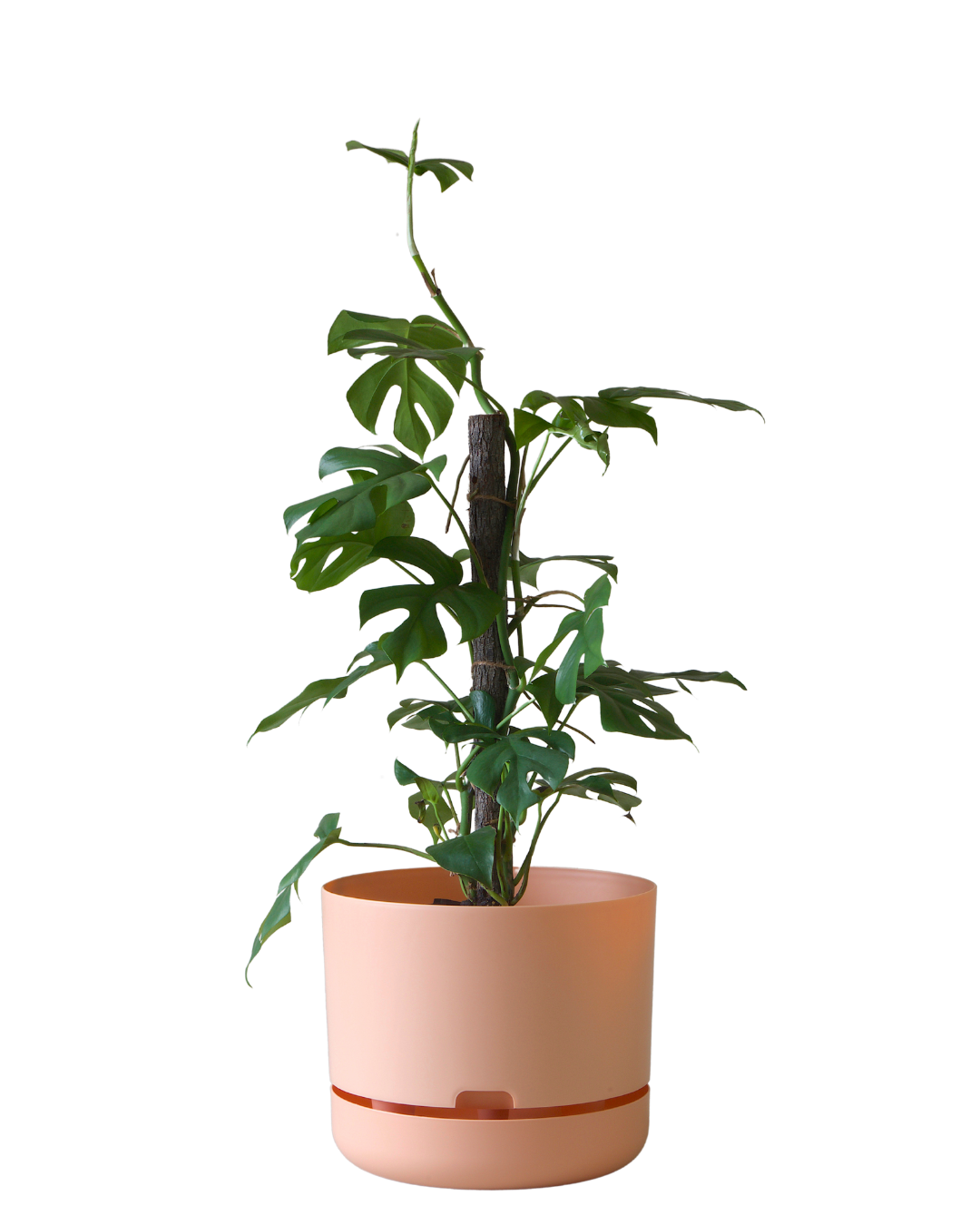Mr Kitly Self Watering Pot 300MM