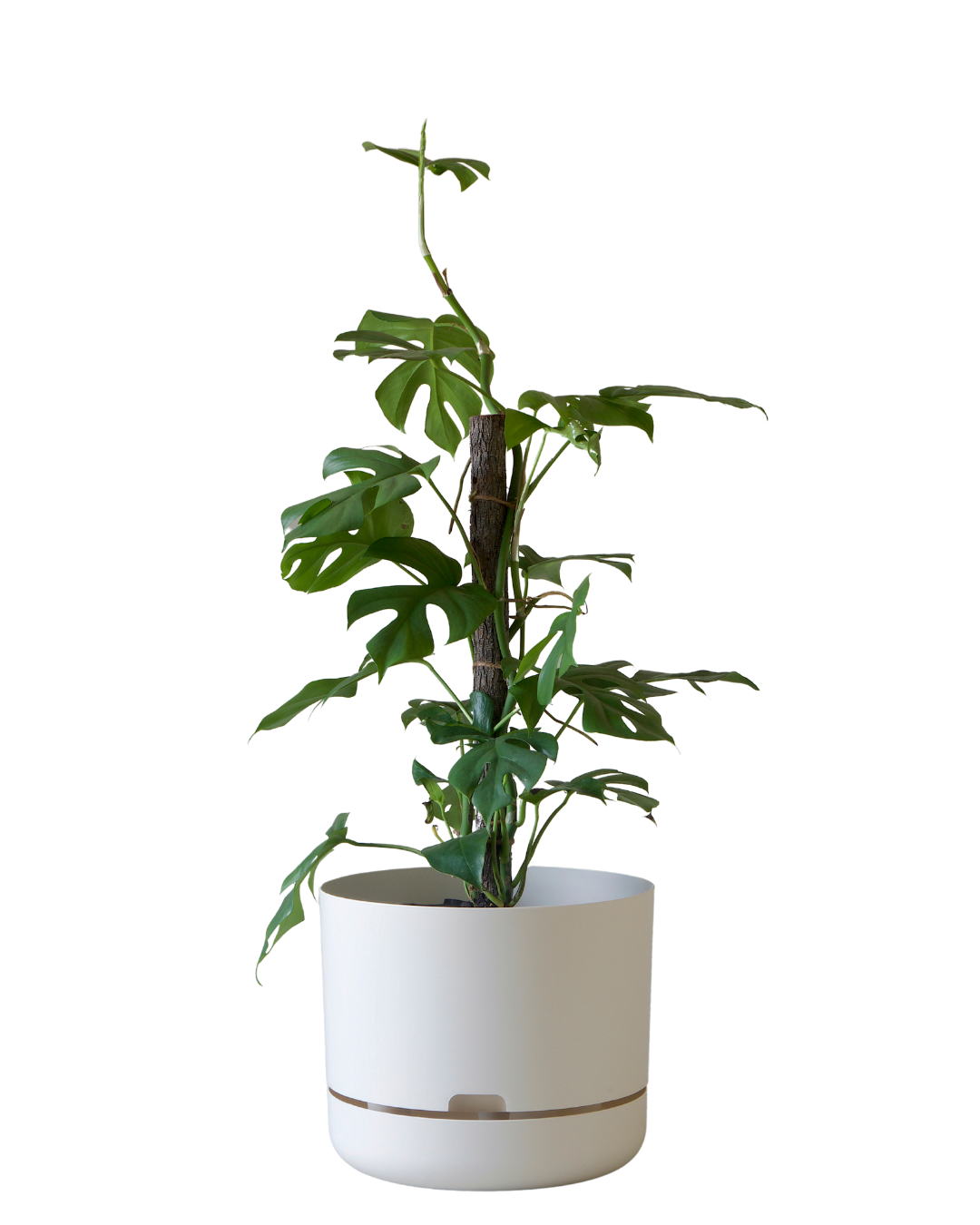 Mr Kitly Self Watering Pot 300MM