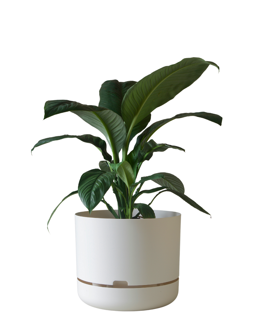 Mr Kitly Self Watering Pot 375MM