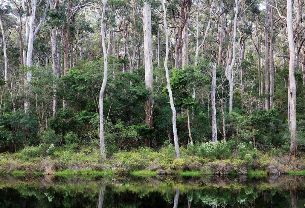 An Australian Garden