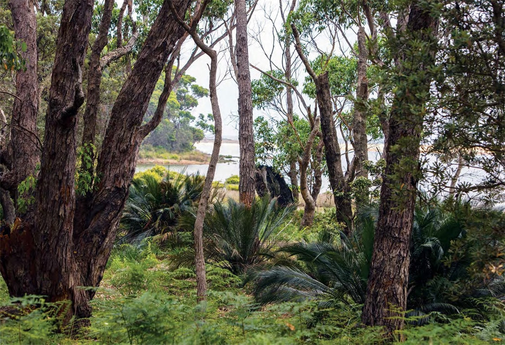An Australian Garden