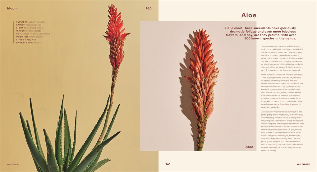 Bloom