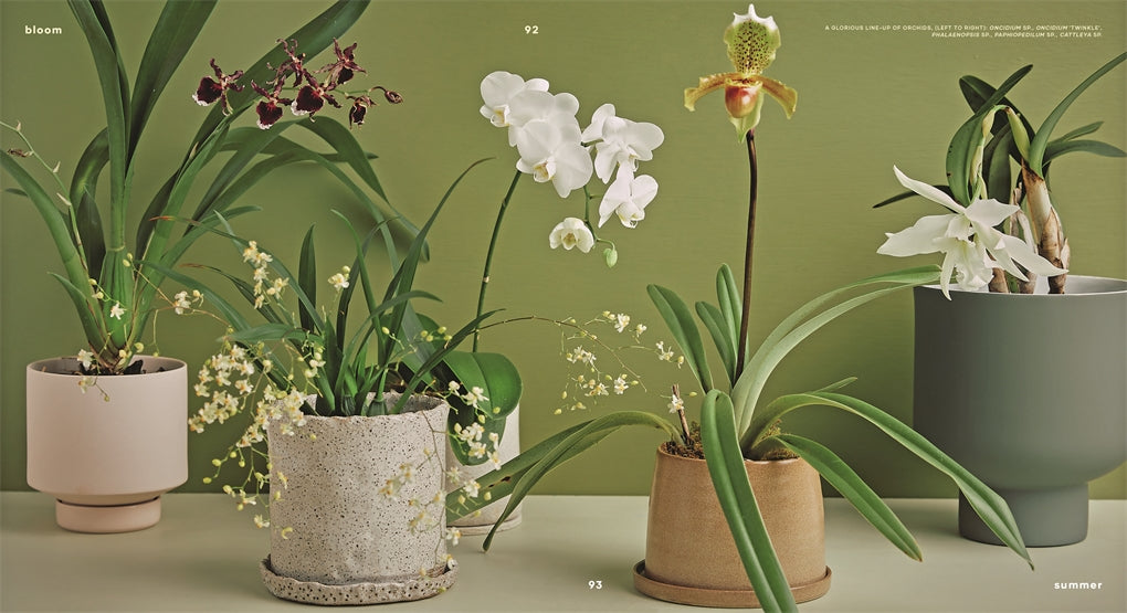Bloom