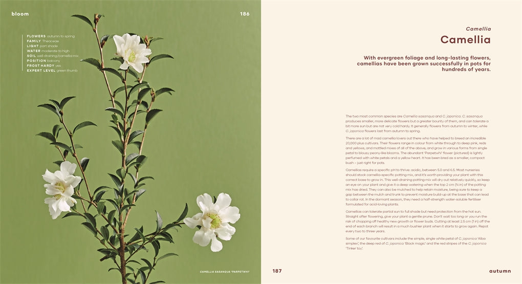 Bloom
