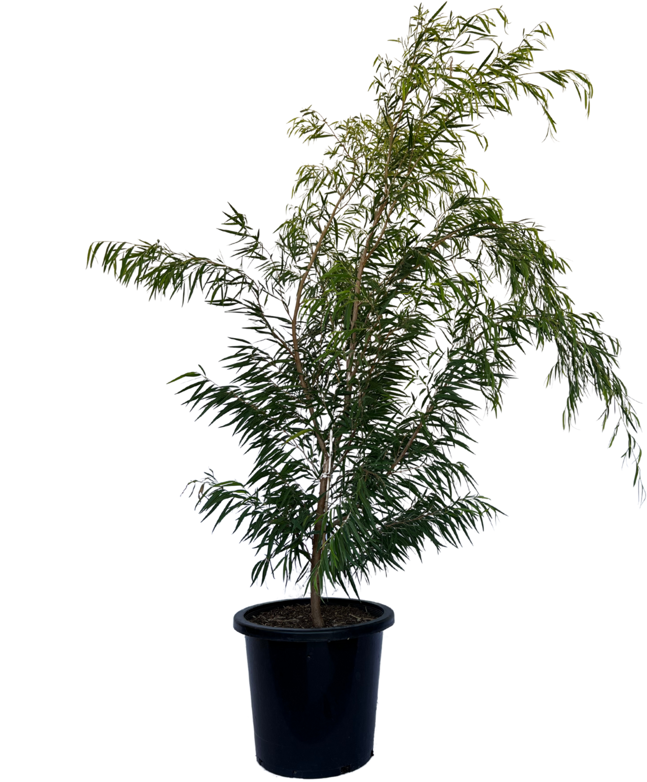 Agonis Flexuosa Lemon and Lime