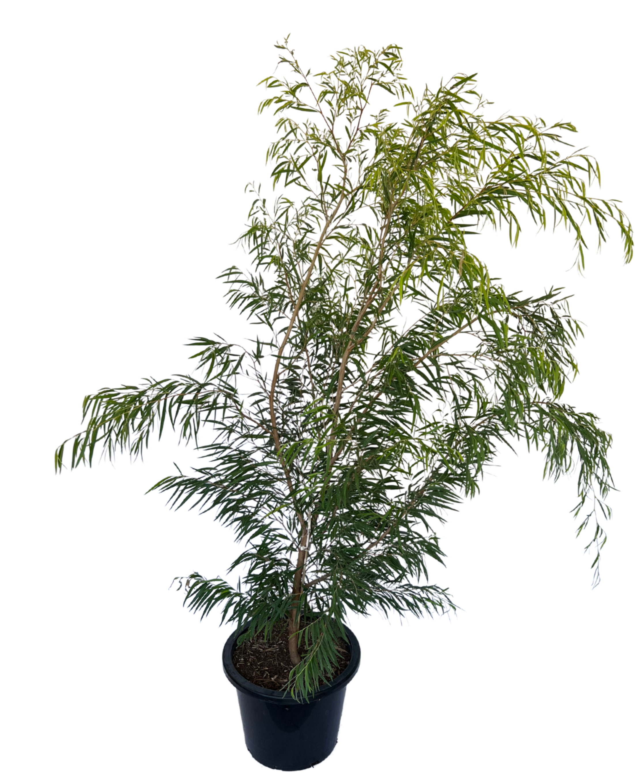 Agonis Flexuosa Lemon and Lime