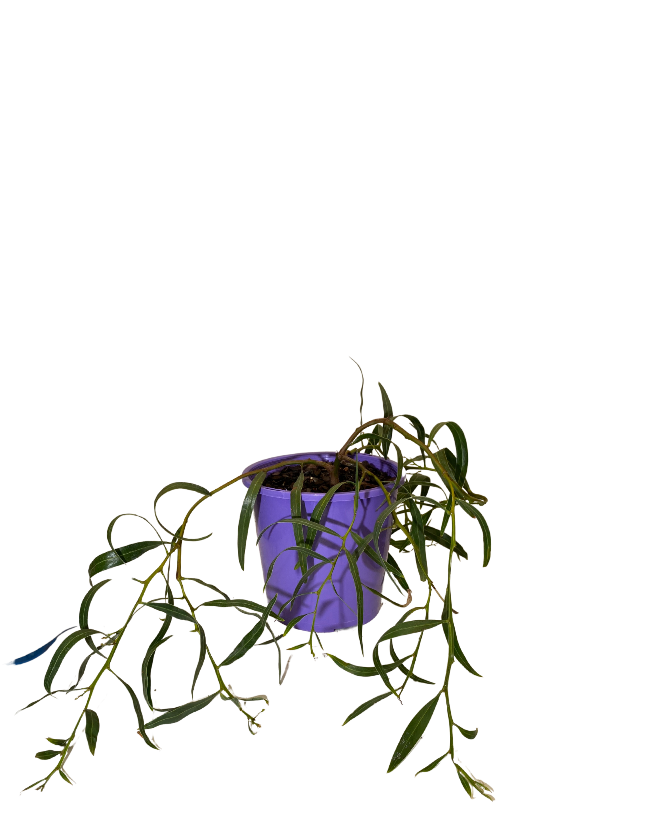 Acacia Saligna Prostrate