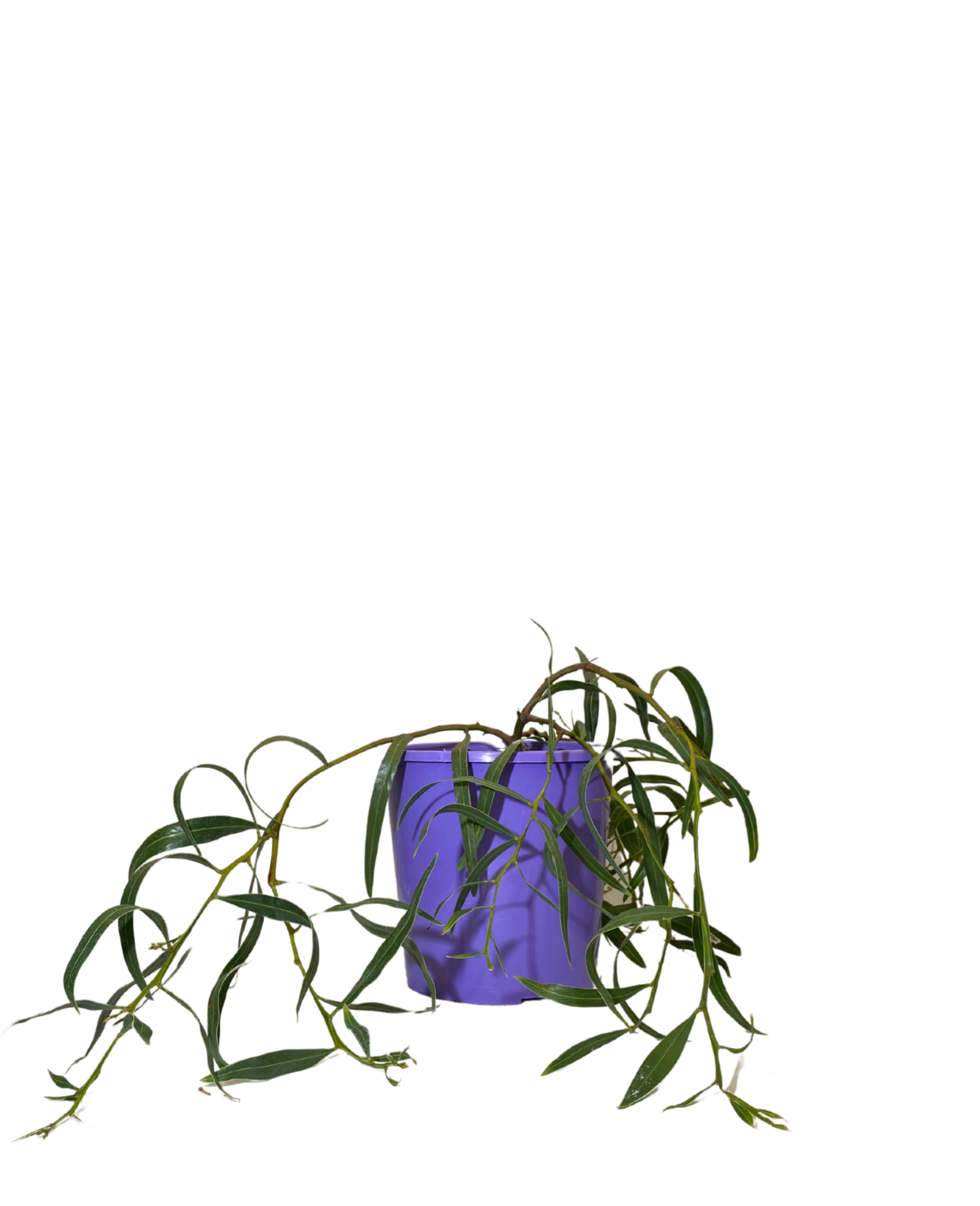 Acacia Saligna Prostrate