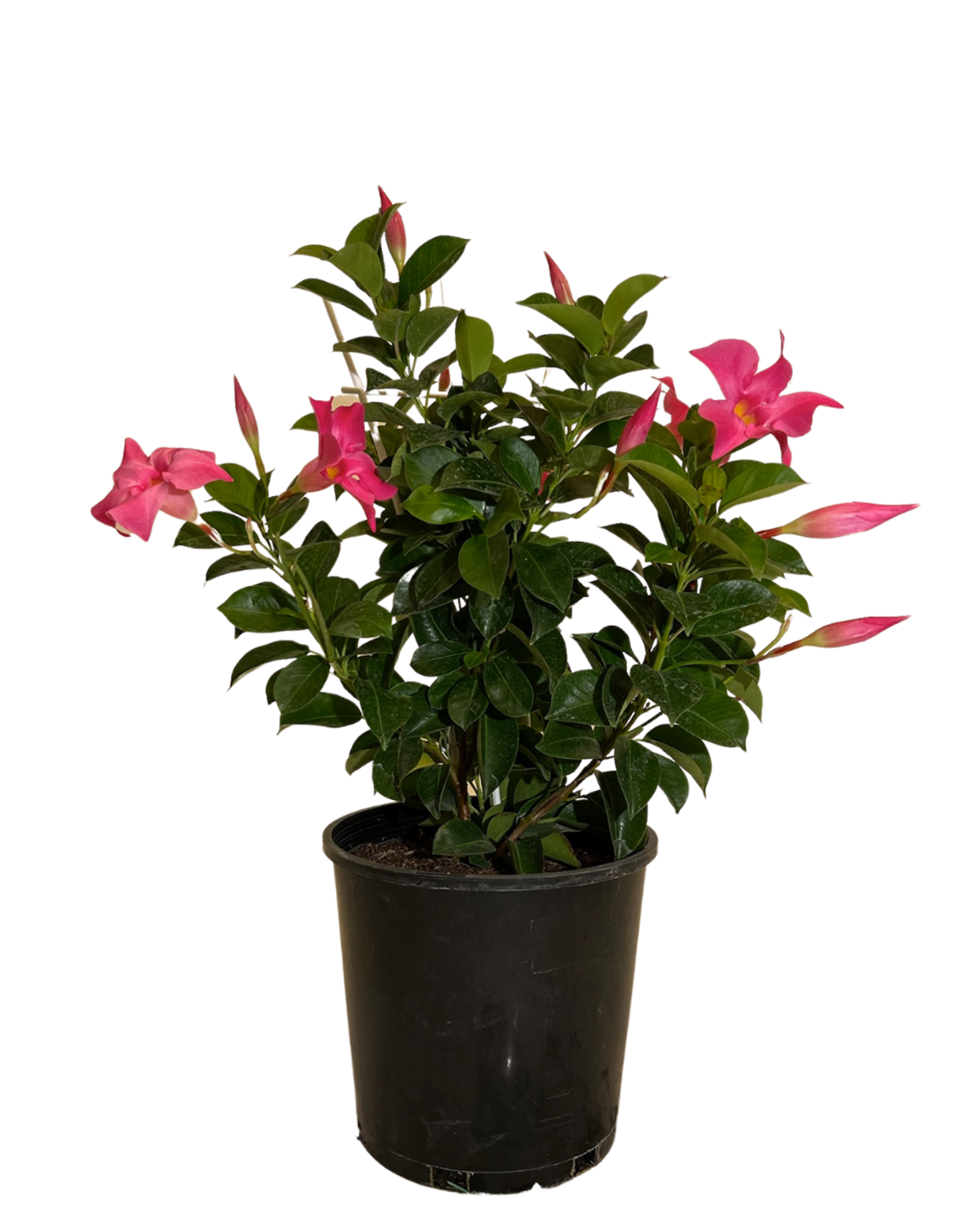 Mandevilla Aloha Bright Pink