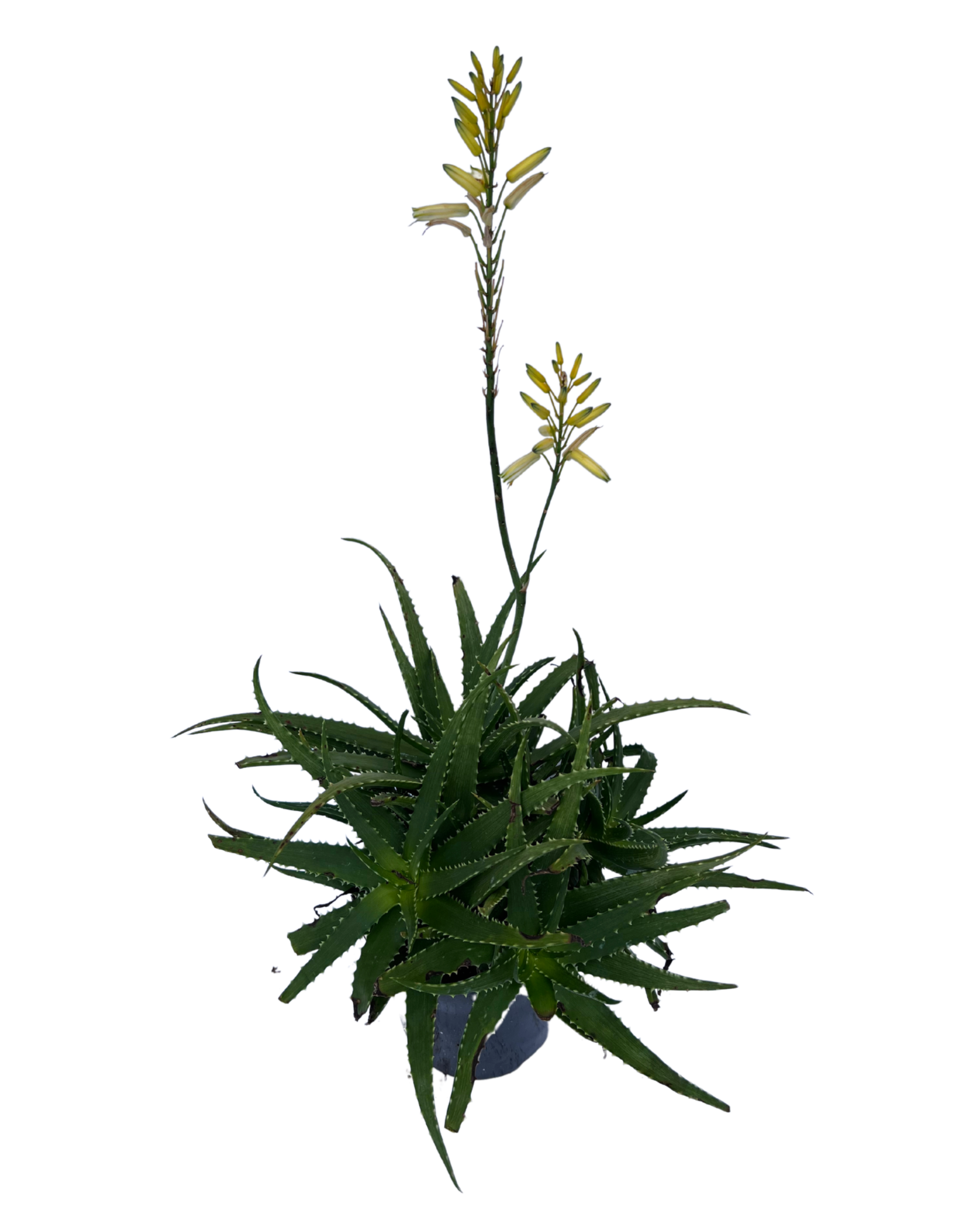 Aloe - Bush Baby Yellow