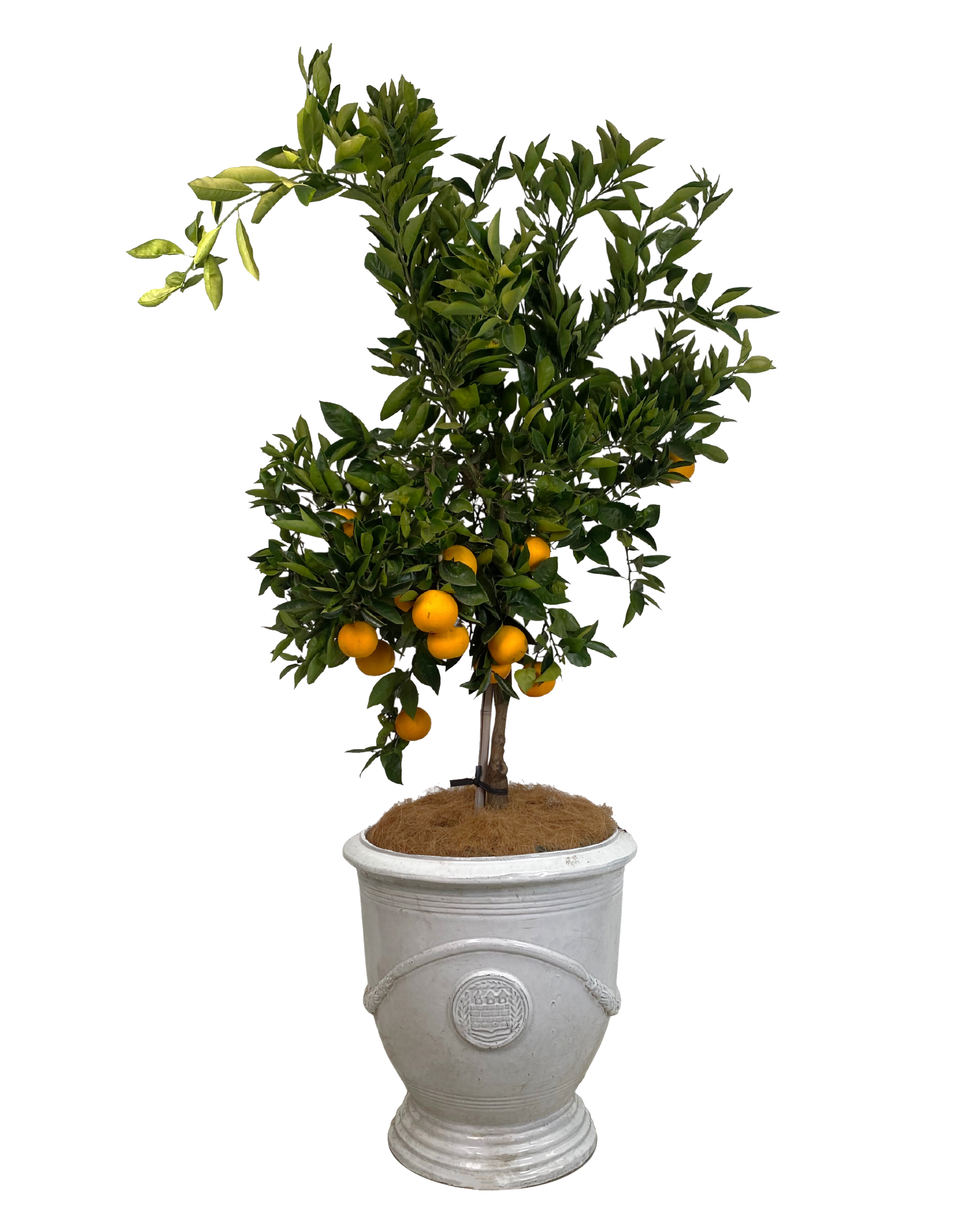 Anduze Pot