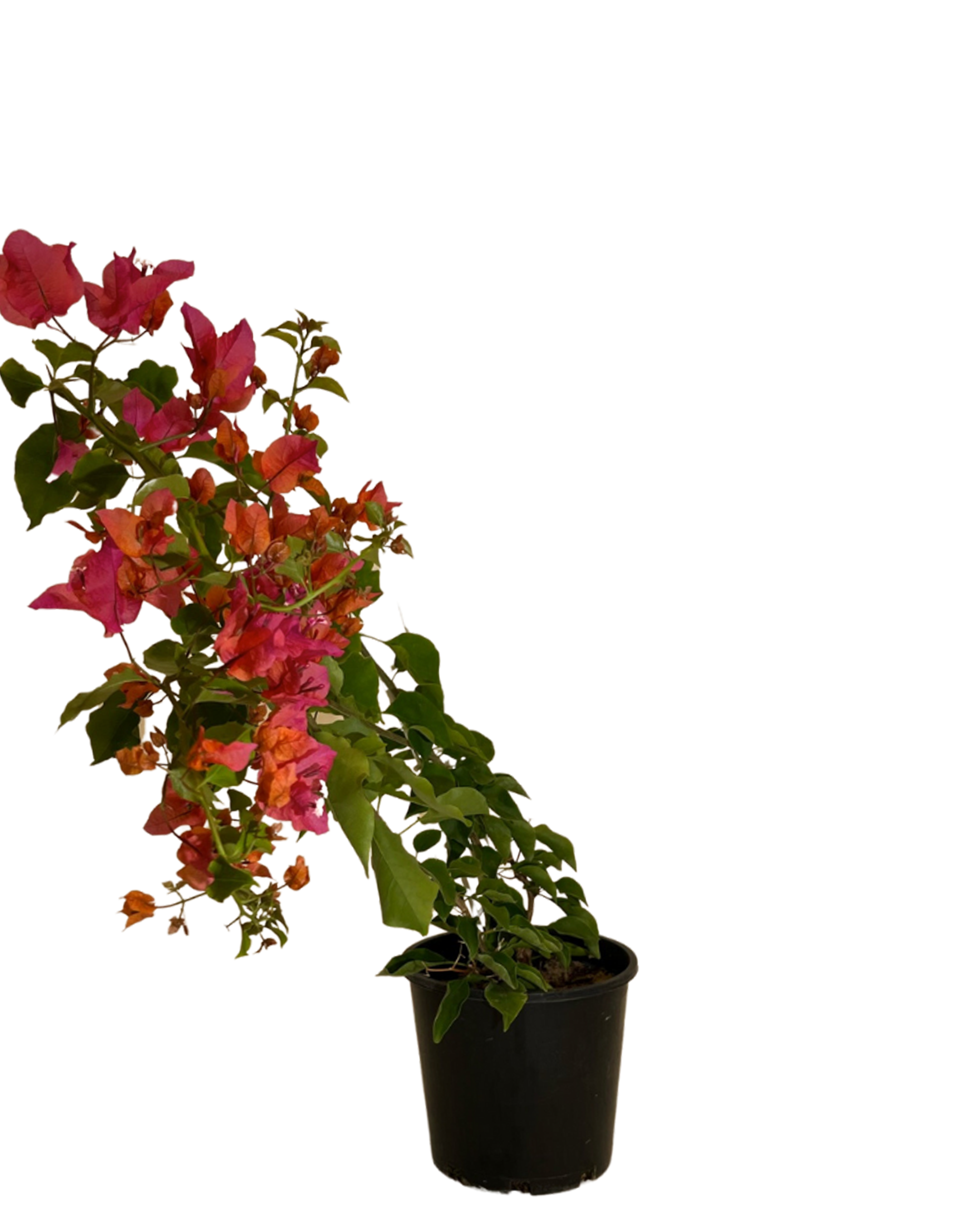 Bougainvillea Crimson Jewel