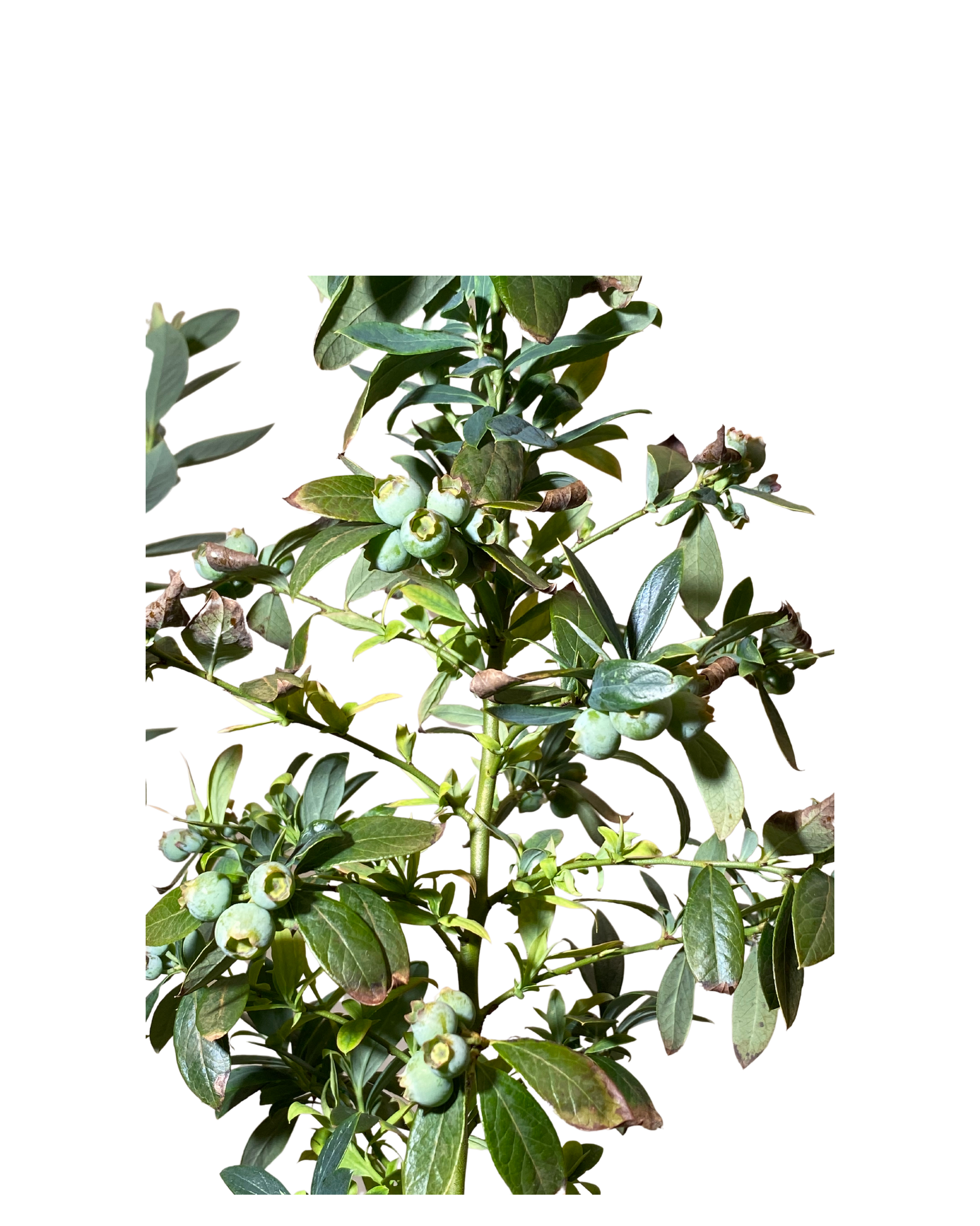 Blueberry Misty Blue