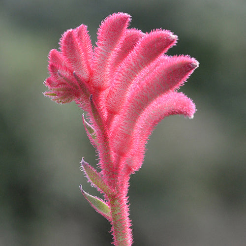 Kangaroo Paw - Anigozanthos Bush Crystal