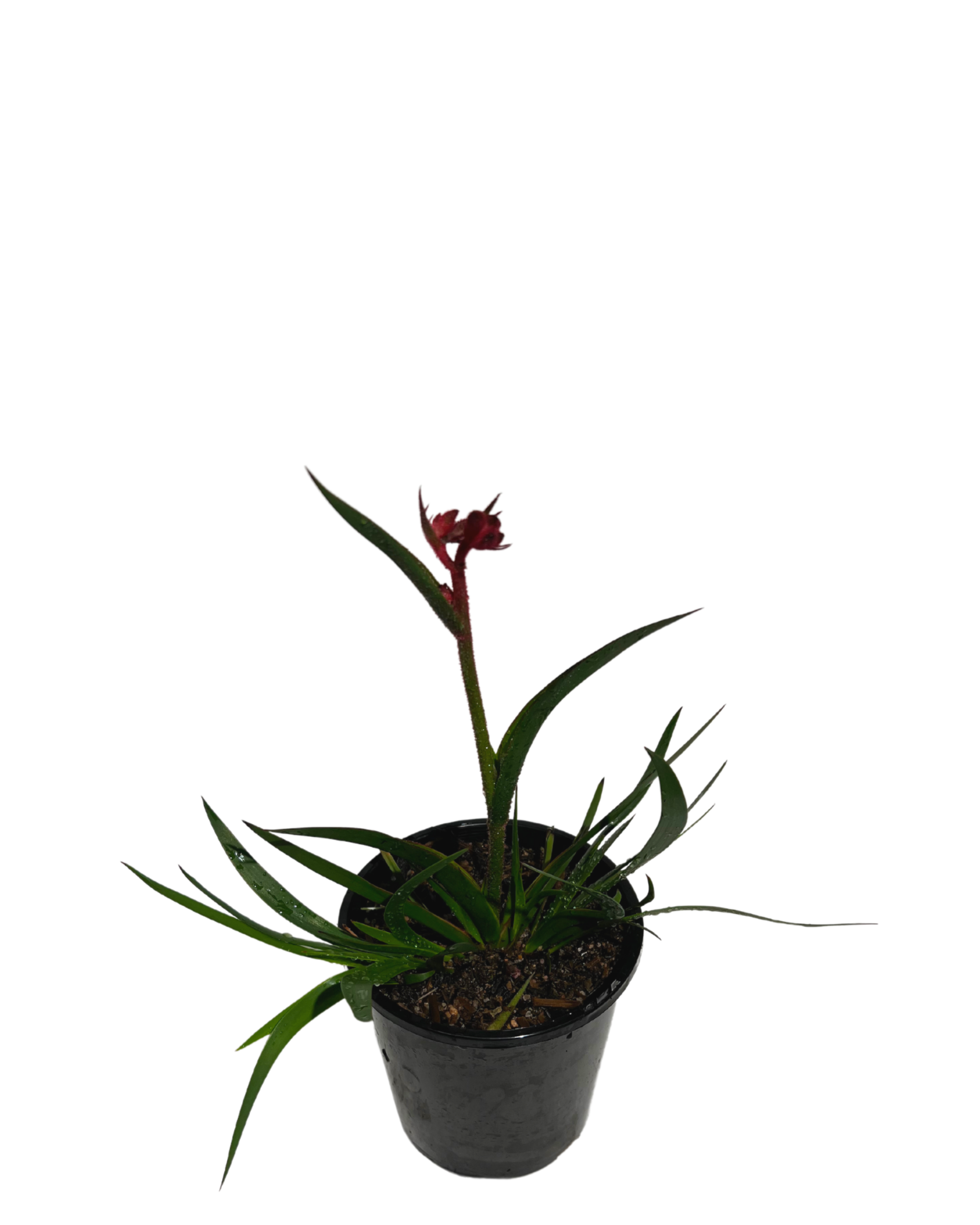 Kangaroo Paw - Anigozanthos Bush Crystal