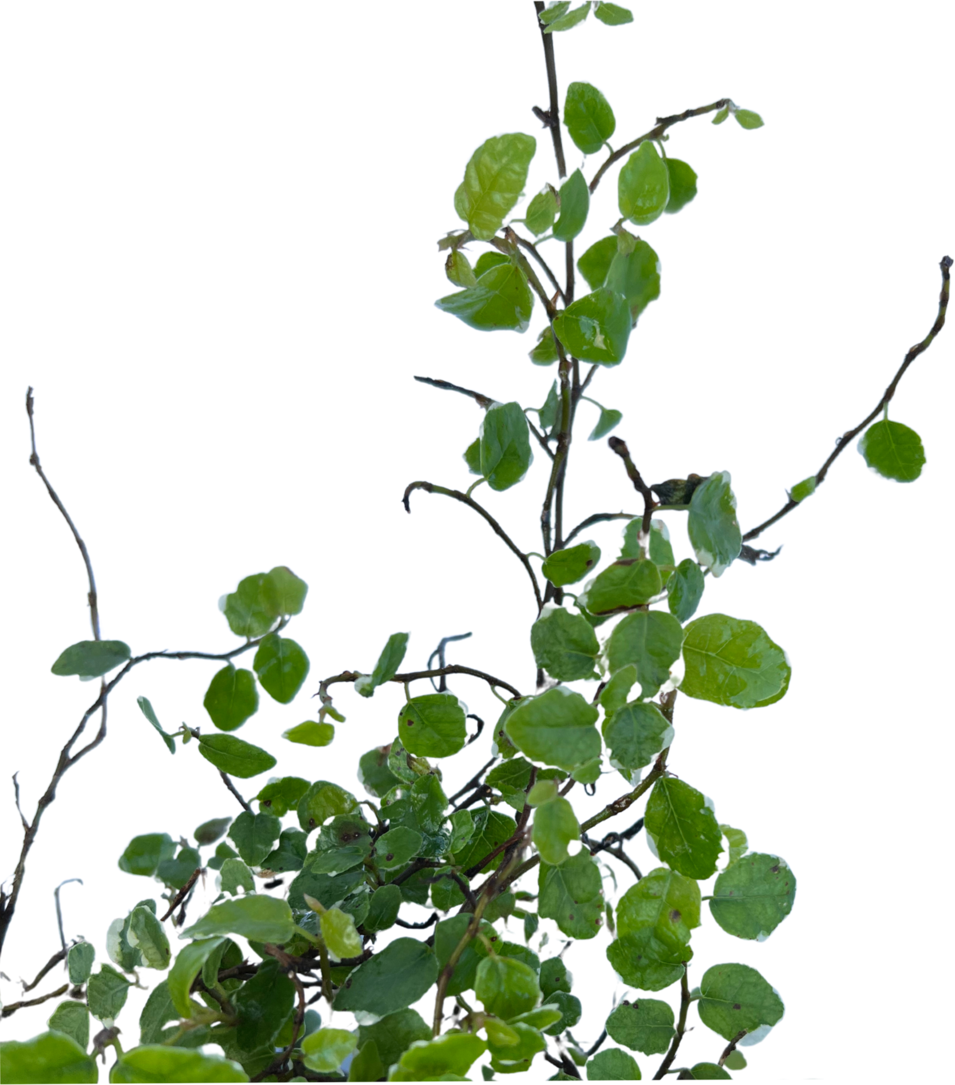 Creeping Fig - Ficus Pumila Ice Caps