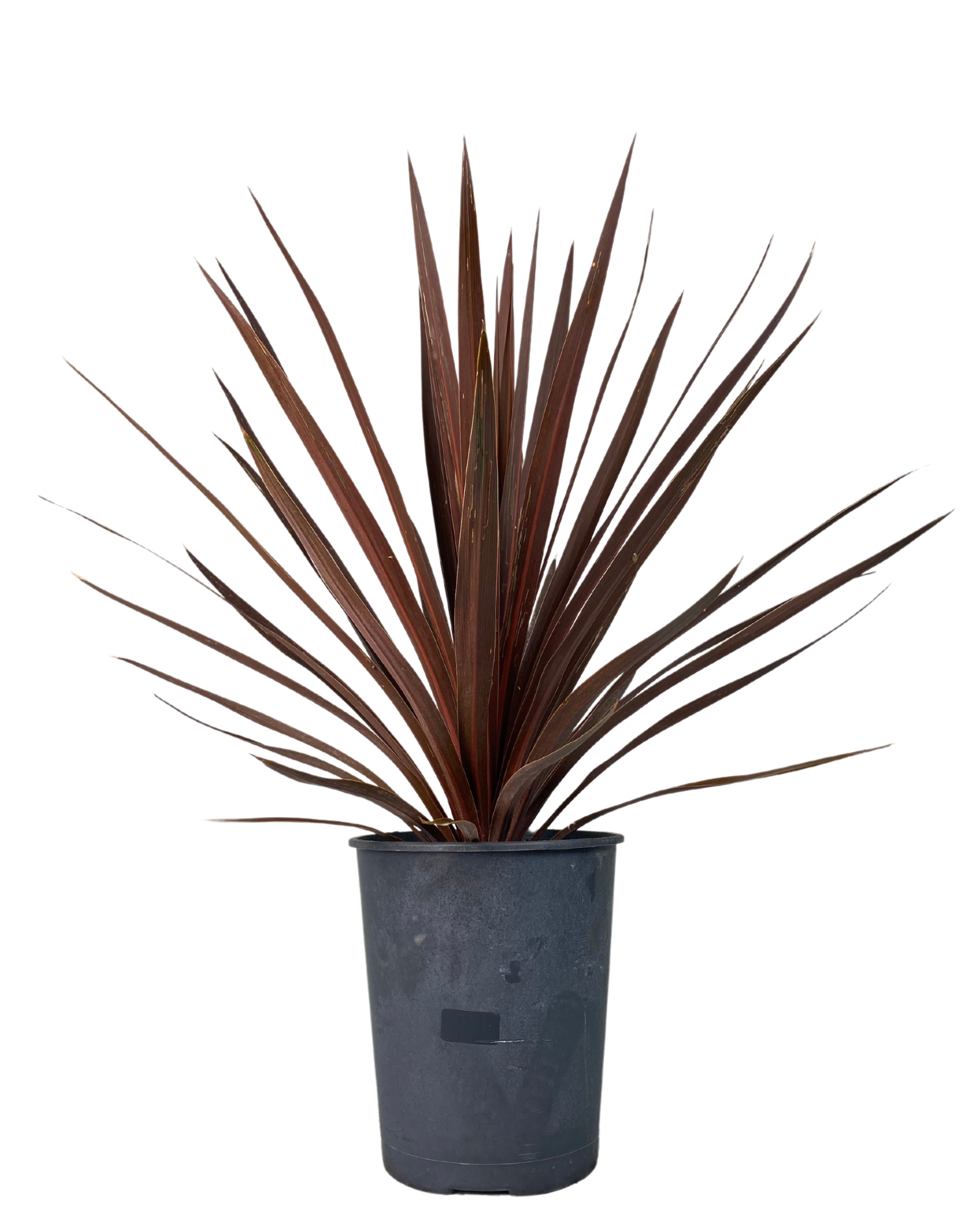 Cordyline Australis Red Star