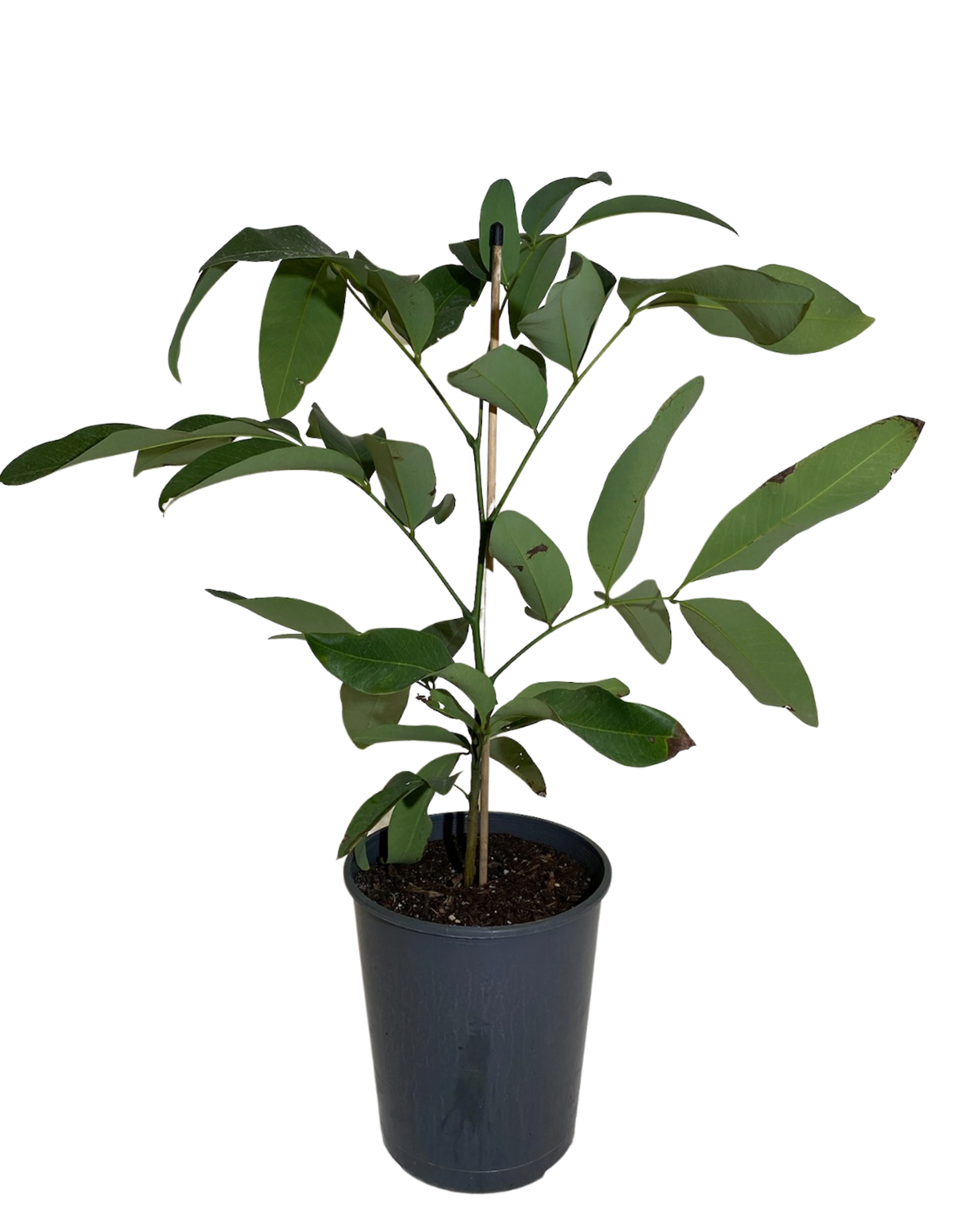 Cassia Fistula
