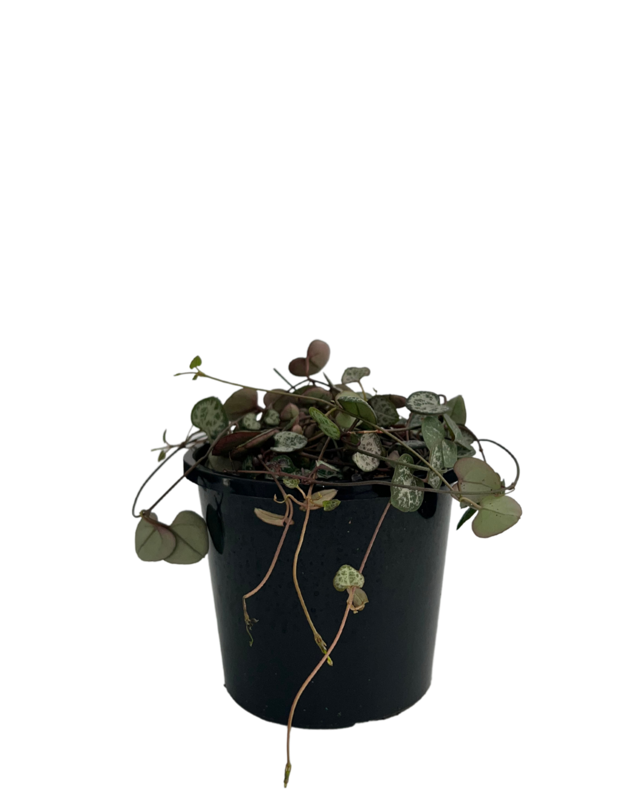 Chain of Hearts - Ceropegia Woodii