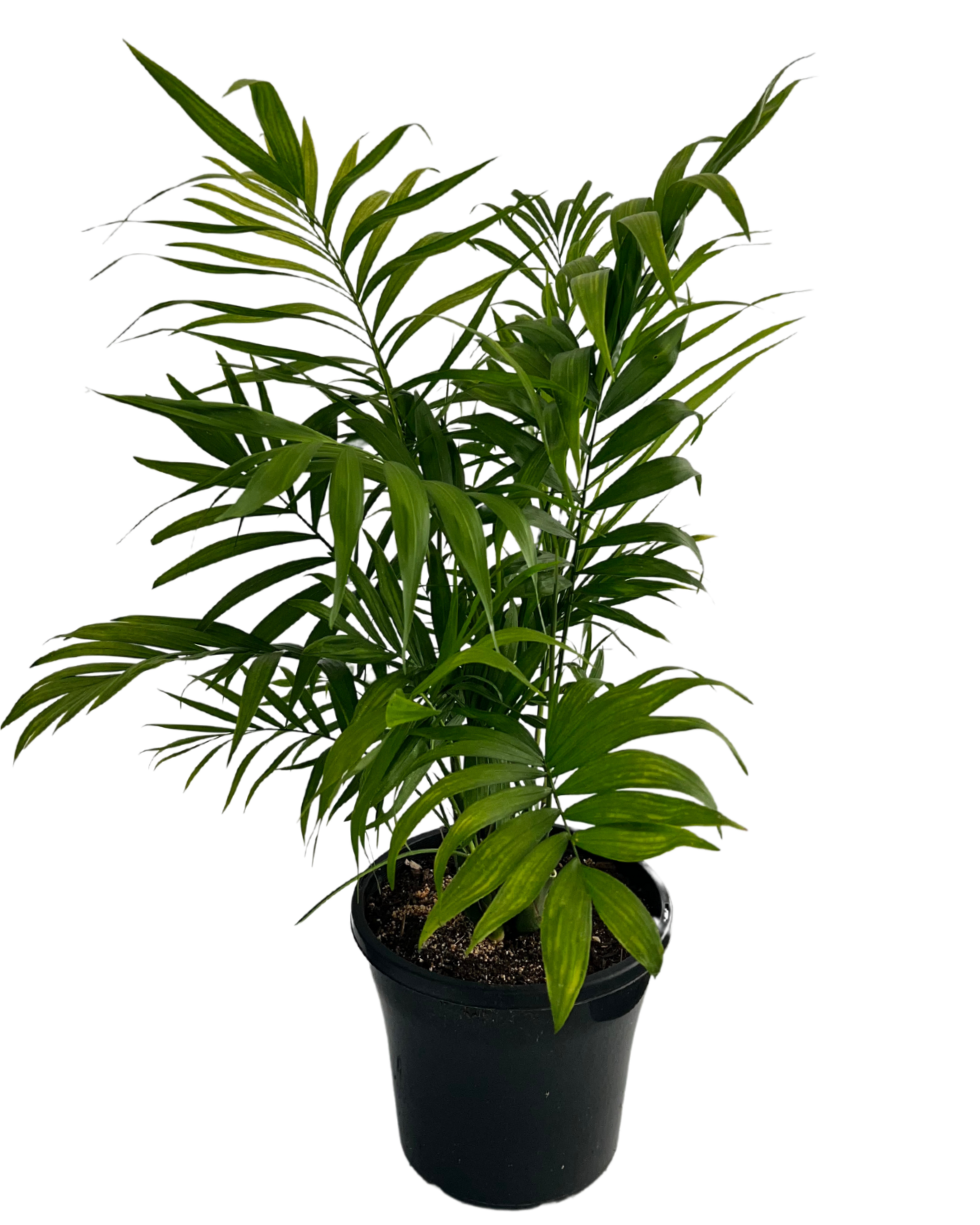 Parlour Palm - Chamaedorea Elegans