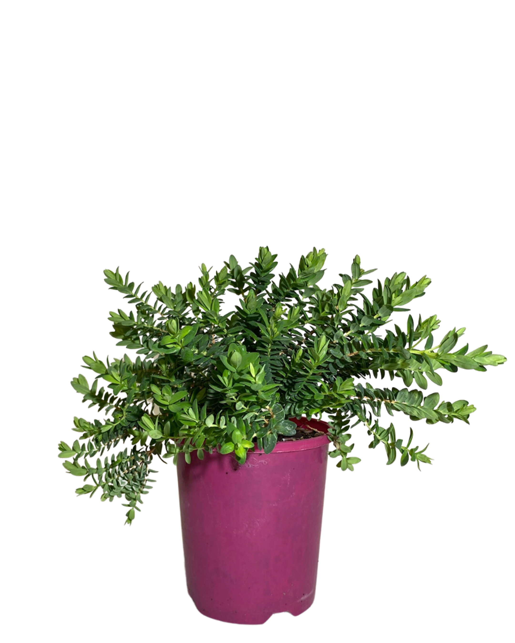 Darwinia Citriodora Prostrate