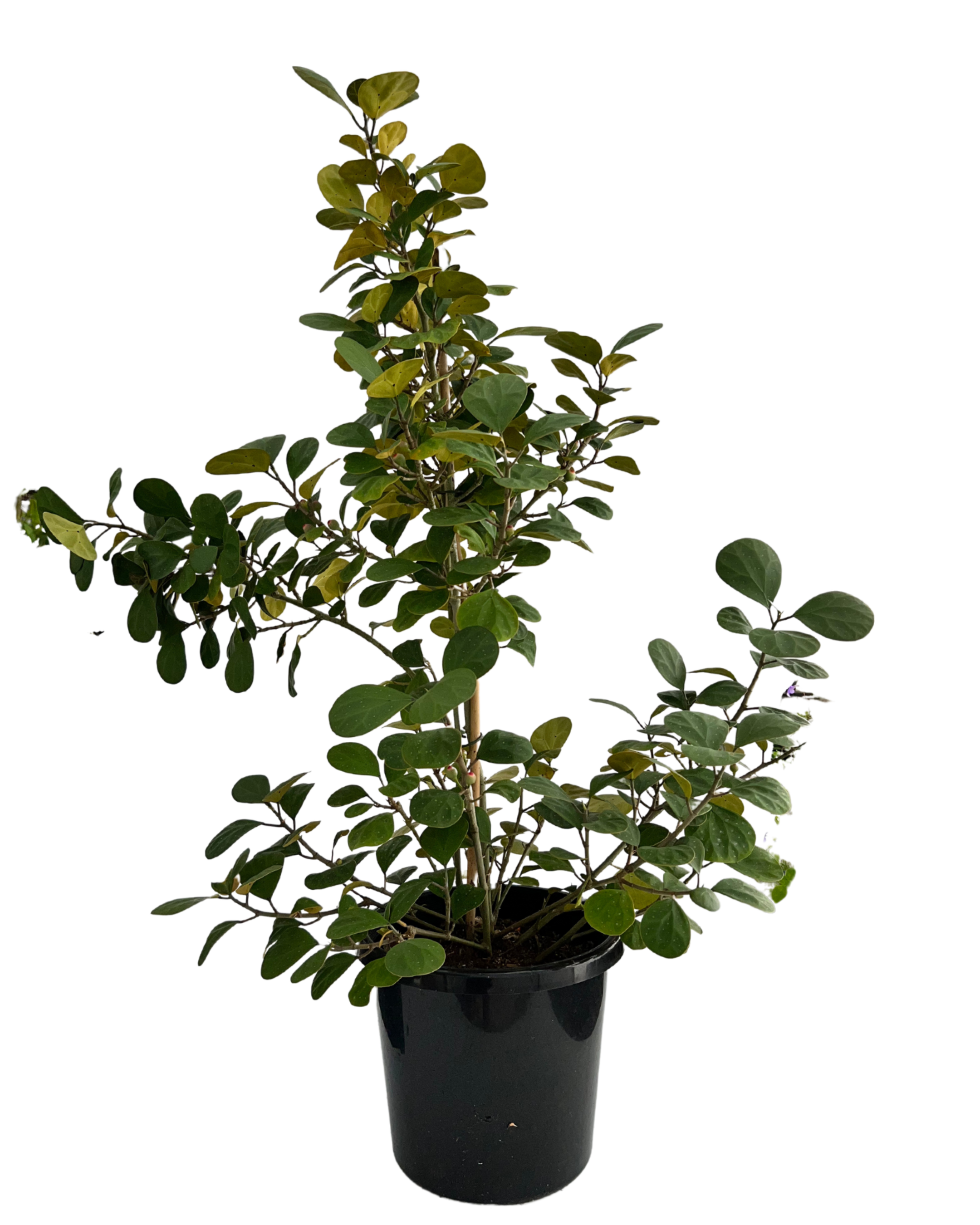 Mistletoe Fig - Ficus Deltoidea