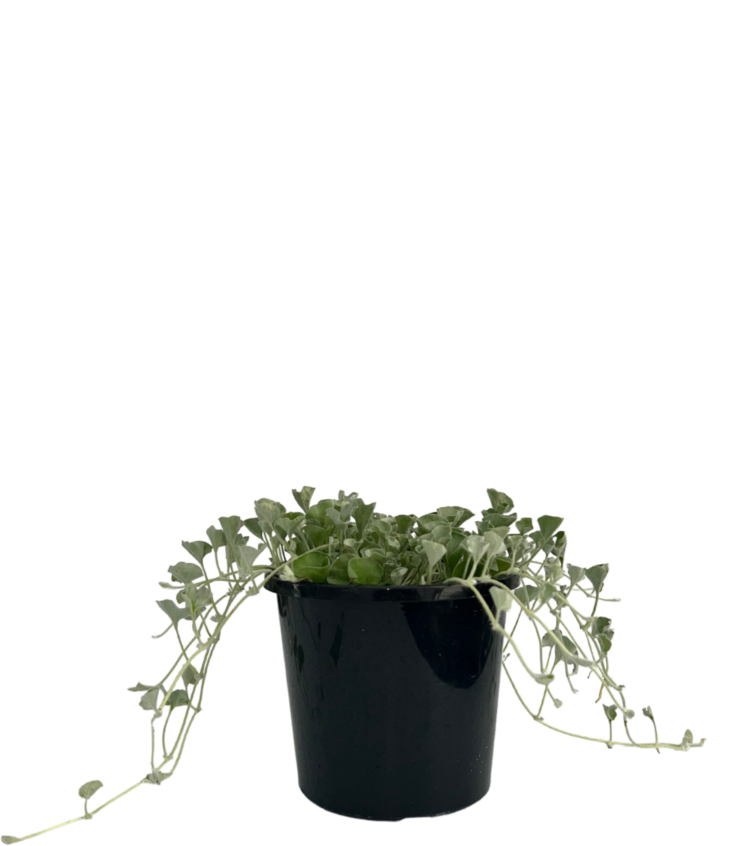 Dichondra Silver Falls