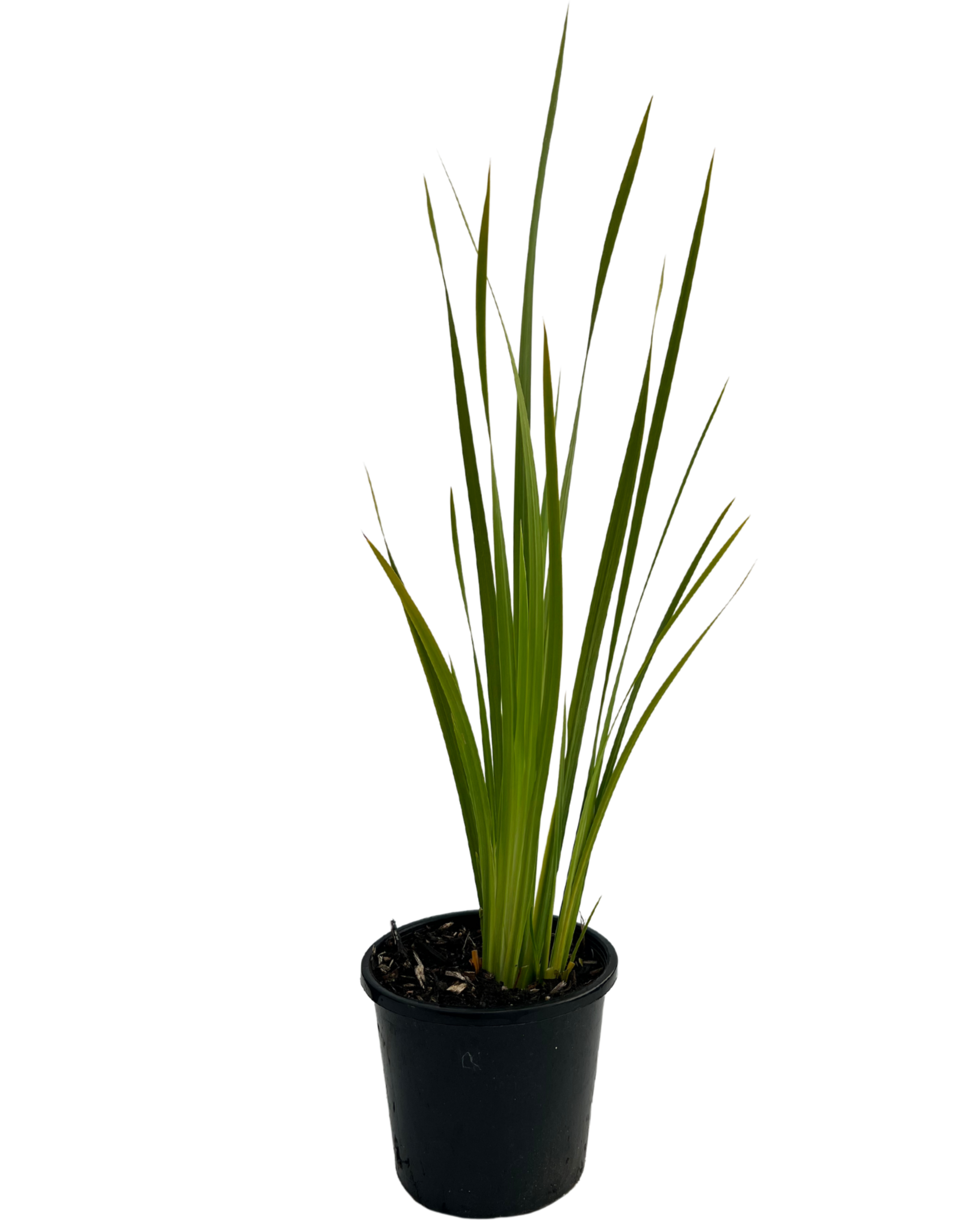 Dietes Iridoides