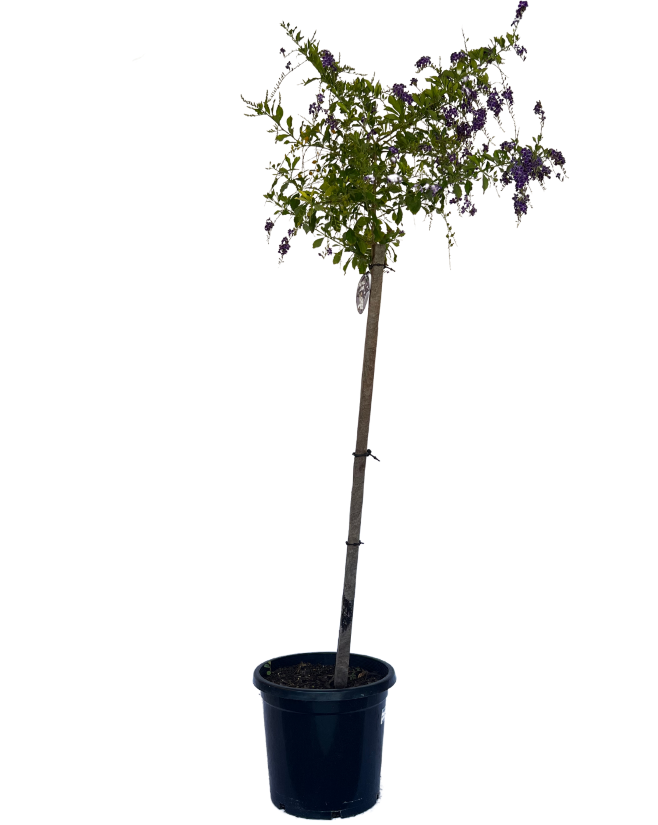 Duranta - Geisha Girl - Standard