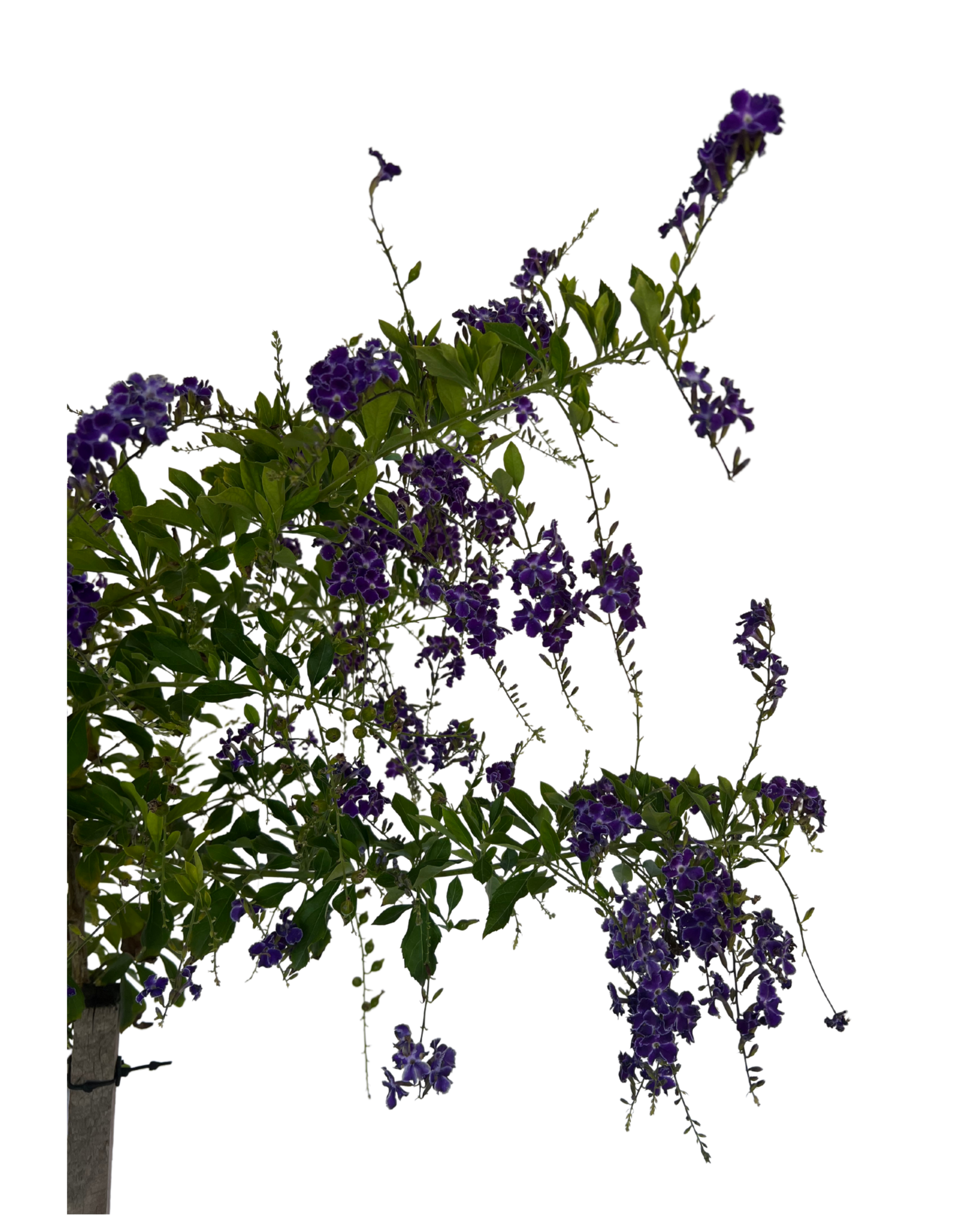 Duranta - Geisha Girl - Standard