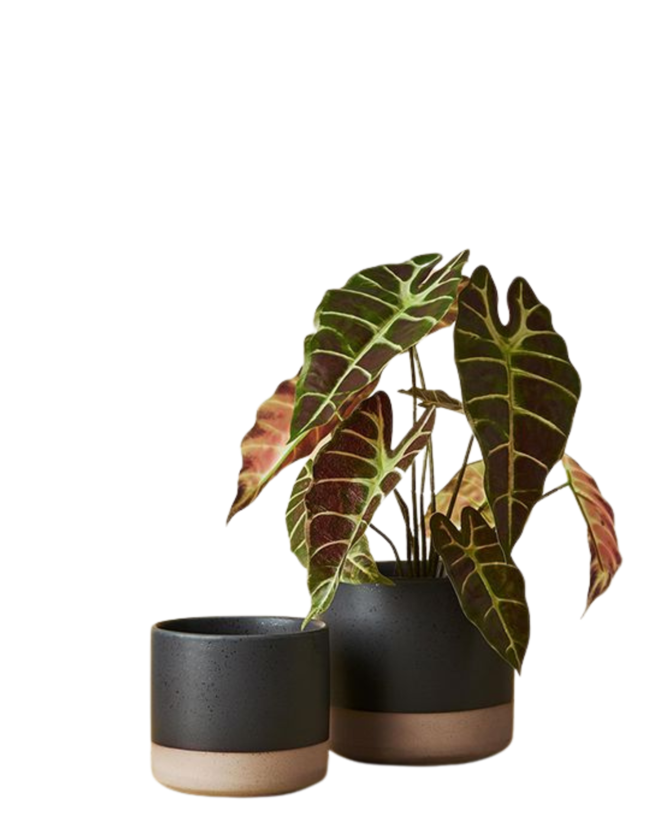 Gigna Pot