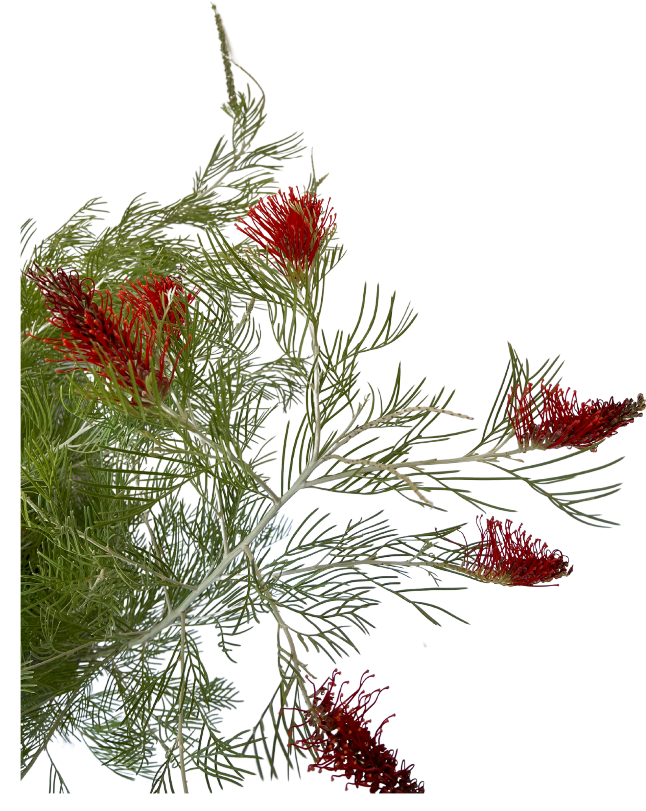 Grevillea Scarlet Moon