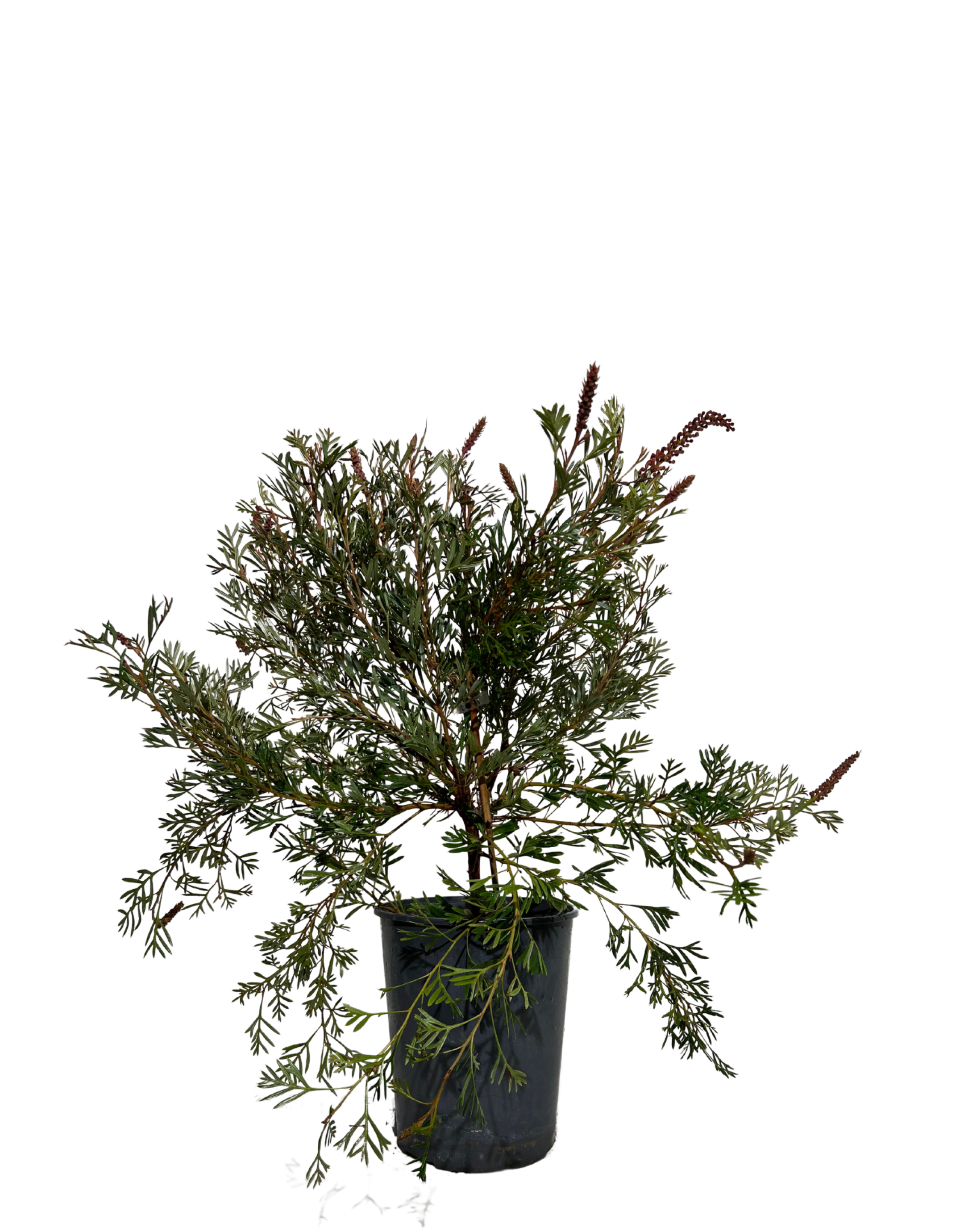 Grevillea Showtime