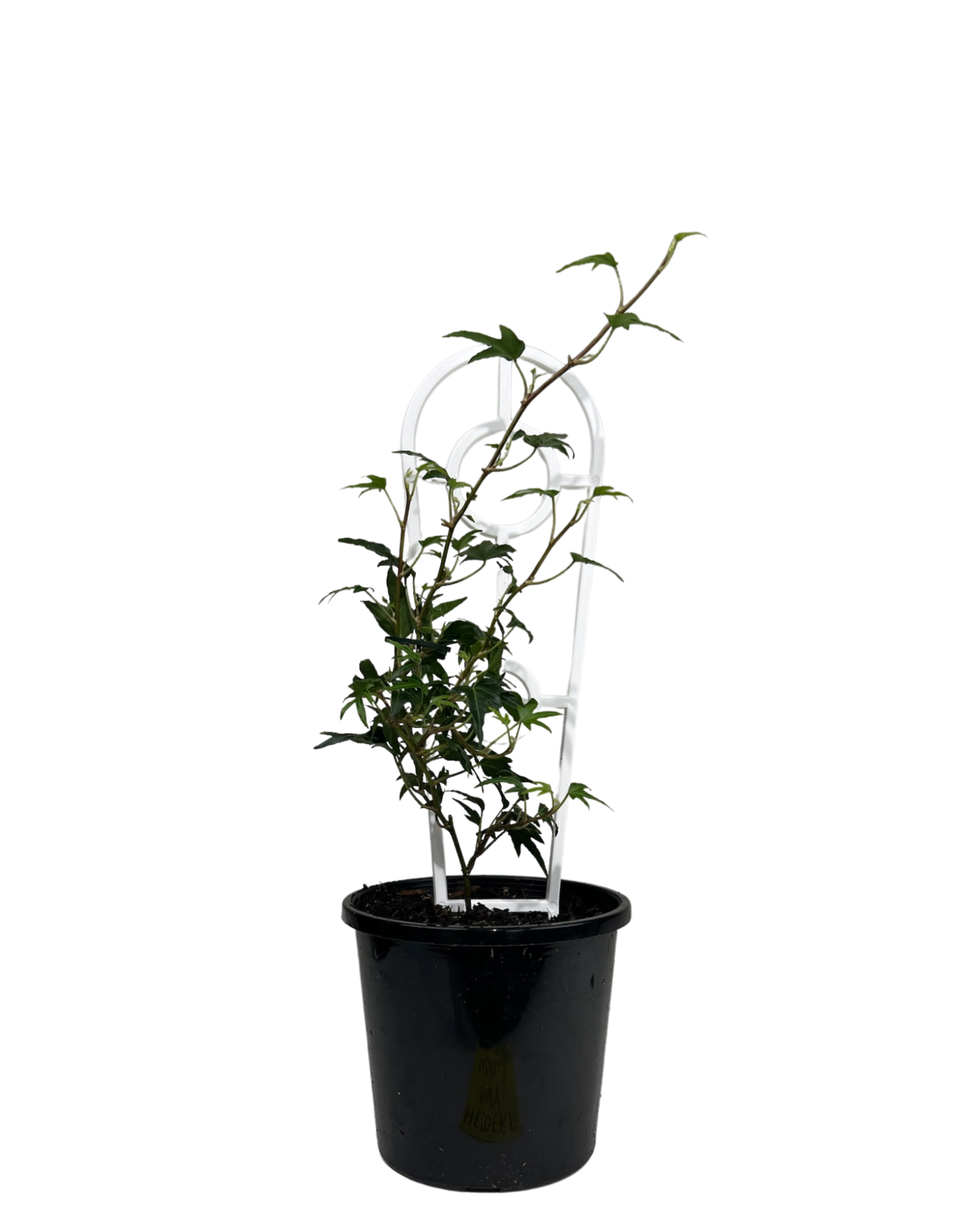 Canary Island Ivy - Hedera Canariensis