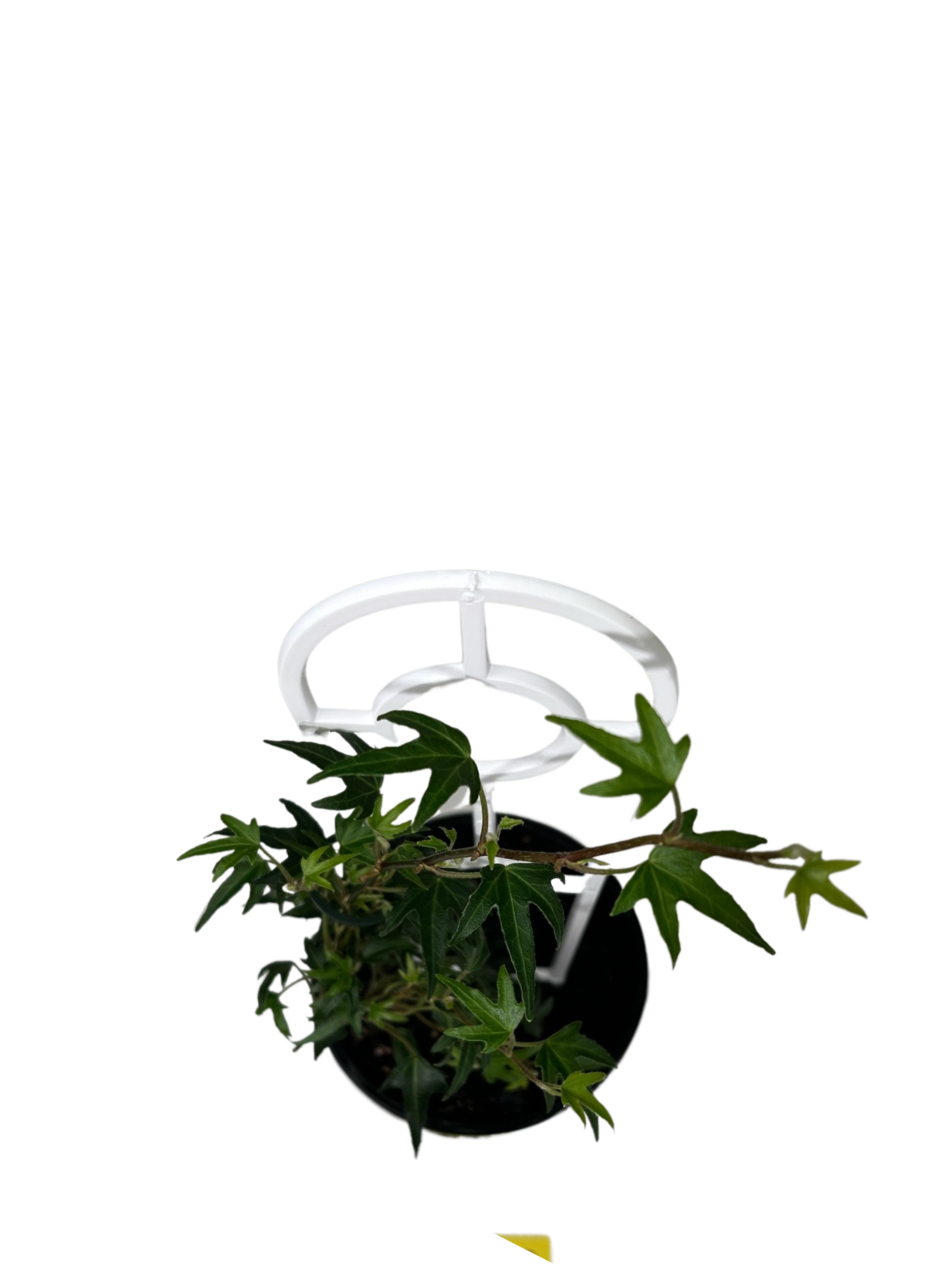 Canary Island Ivy - Hedera Canariensis