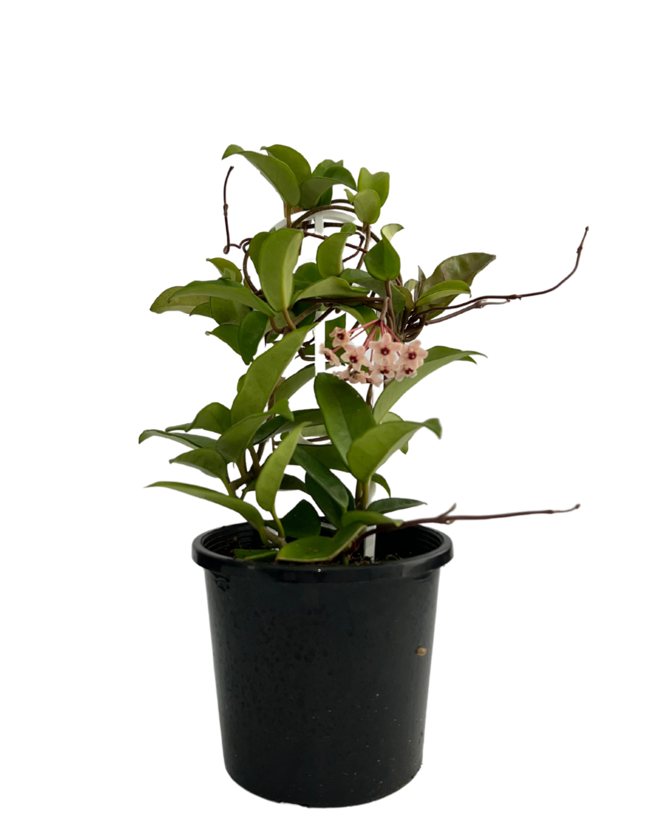 Hoya Carnosa Pink