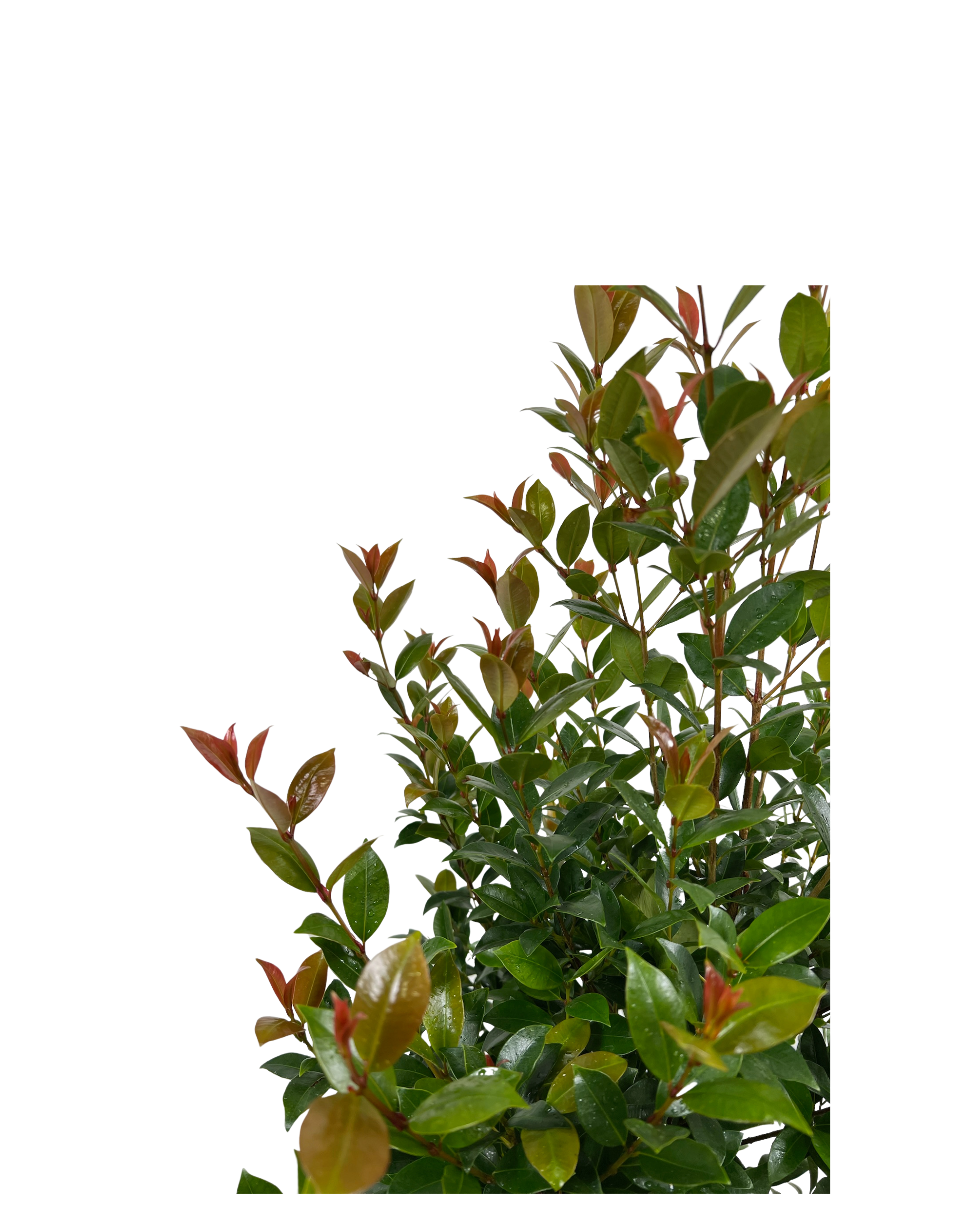 Lilly Pilly - Syzygium Australe Hinterland Gold