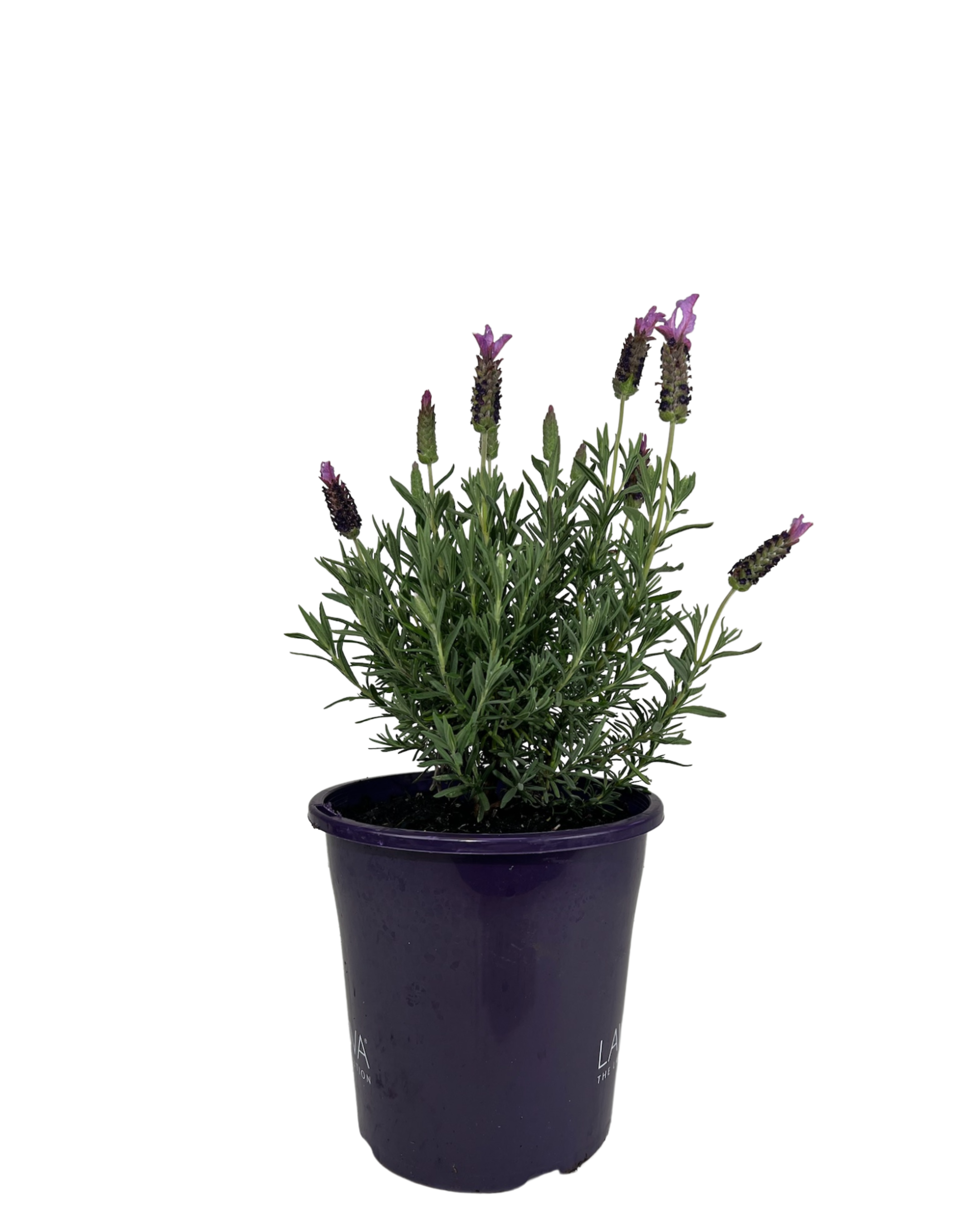 Lavender - Lavandula Blueberry Ruffles