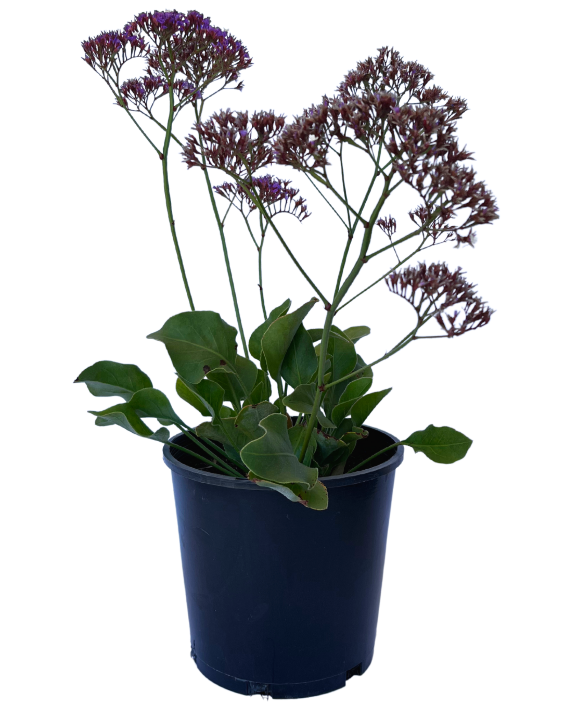 Limonium Perezii Blue