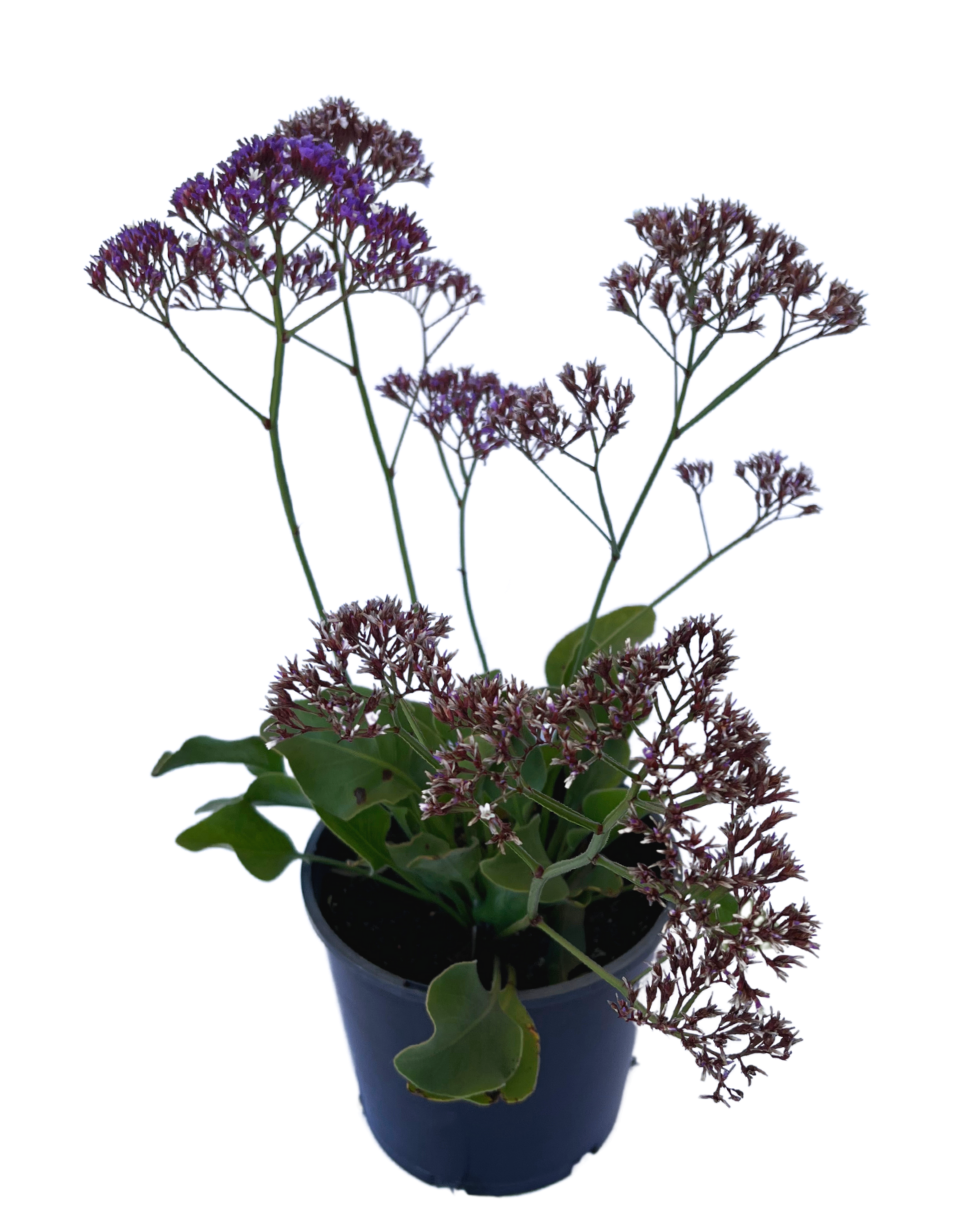 Limonium Perezii Blue