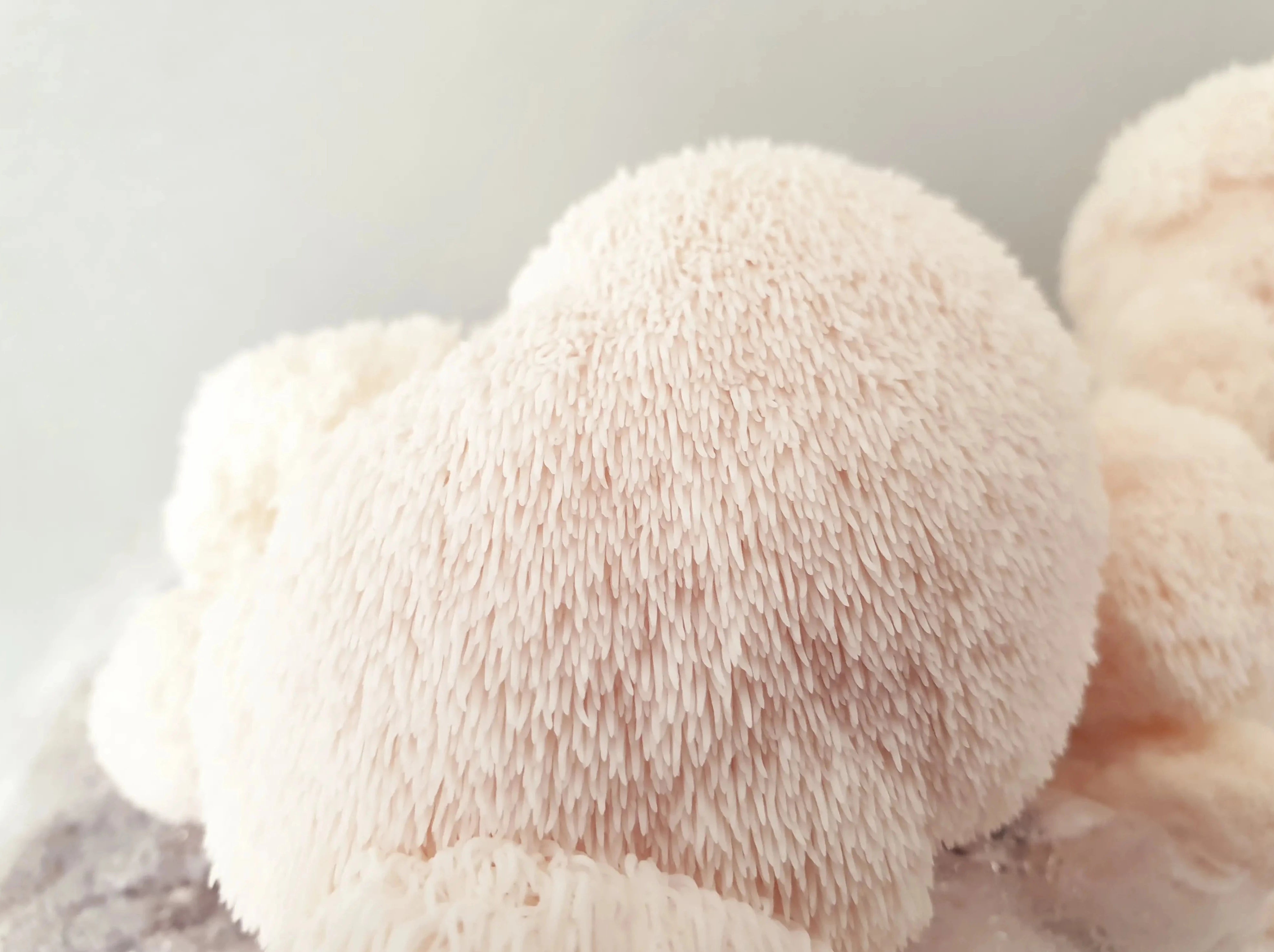 Lions Mane Mushroom Grow Kit